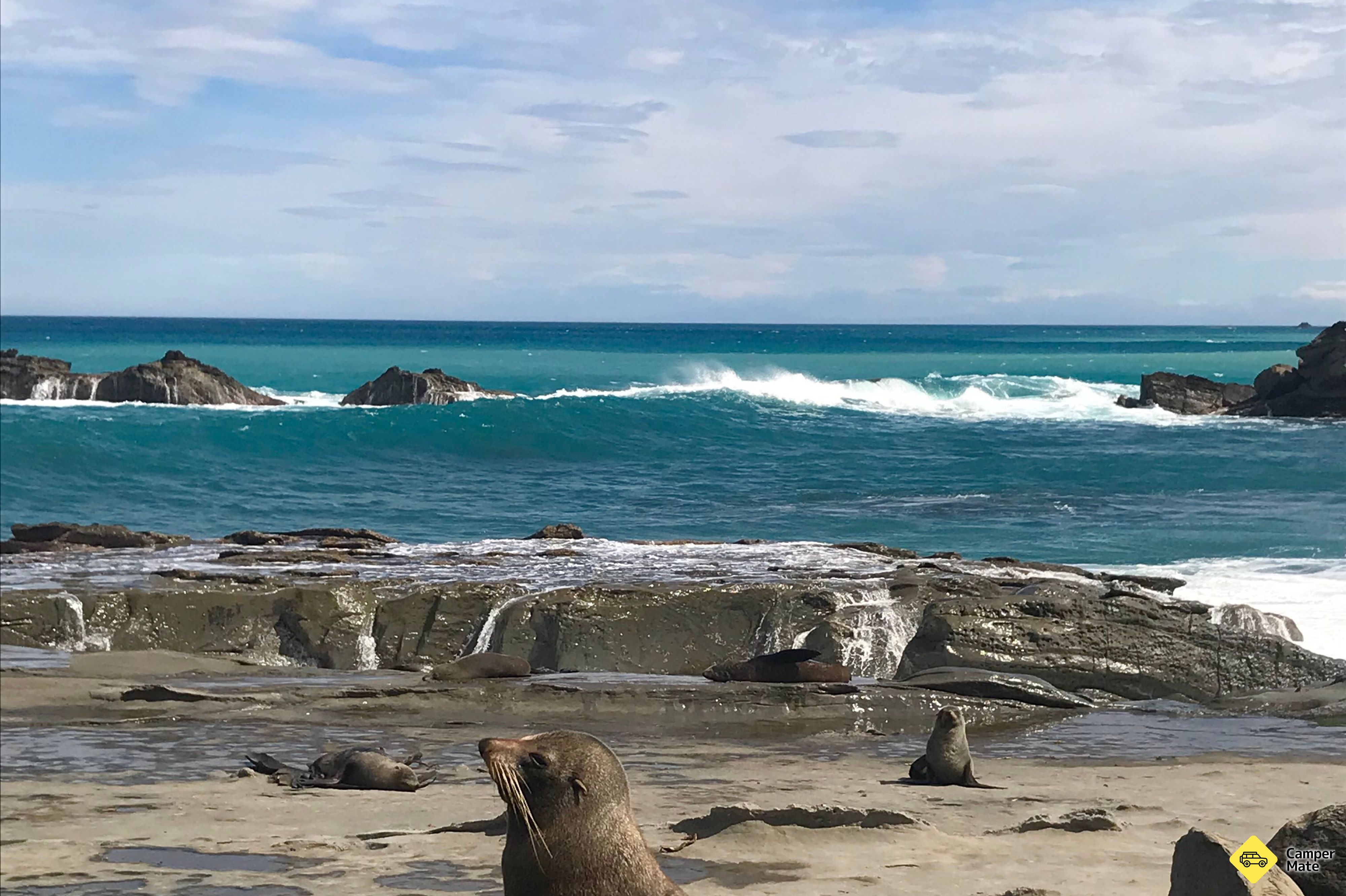 Cape Palliser Seal Colony - Image 2
