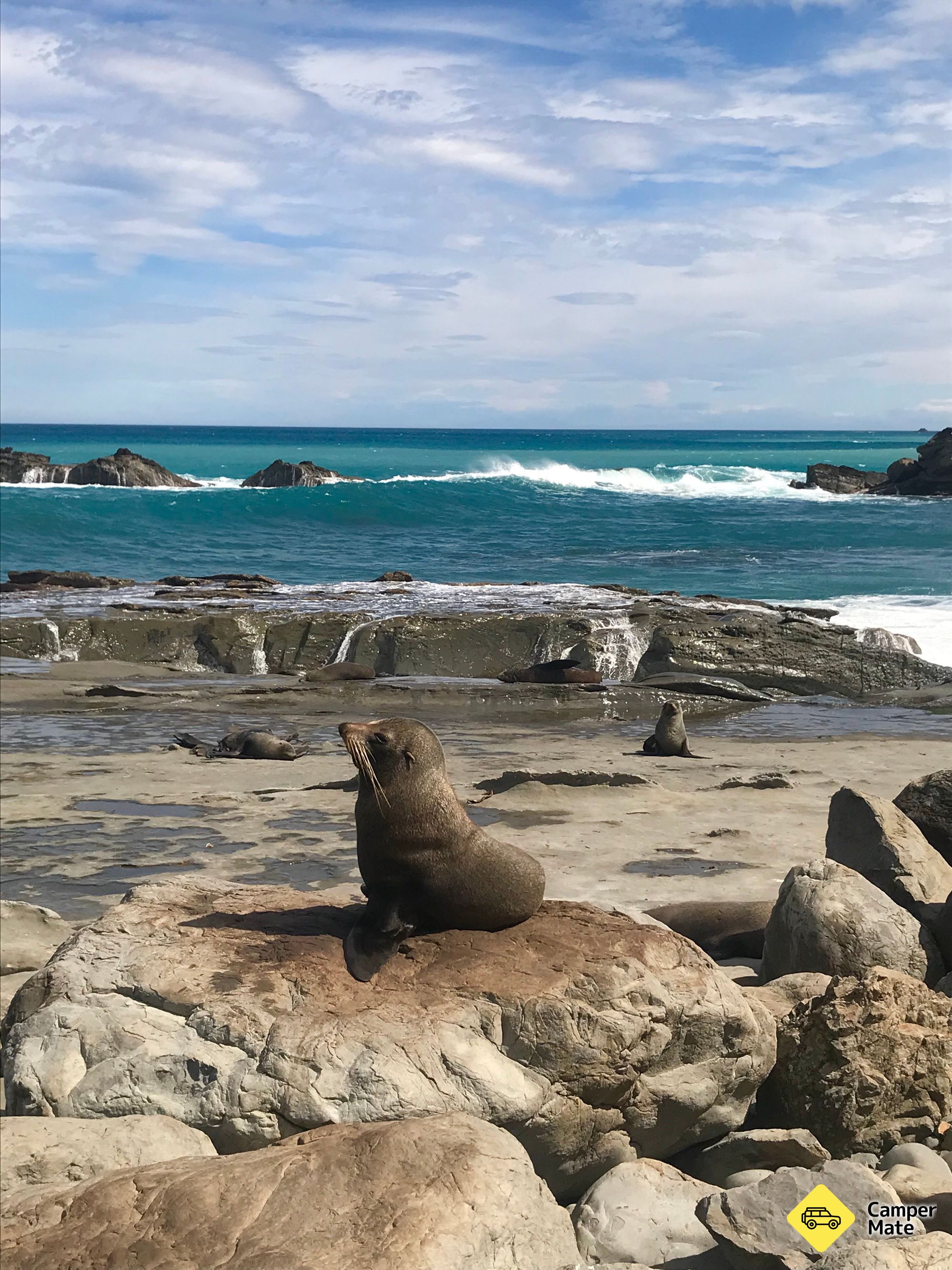 Cape Palliser Seal Colony - Image 2