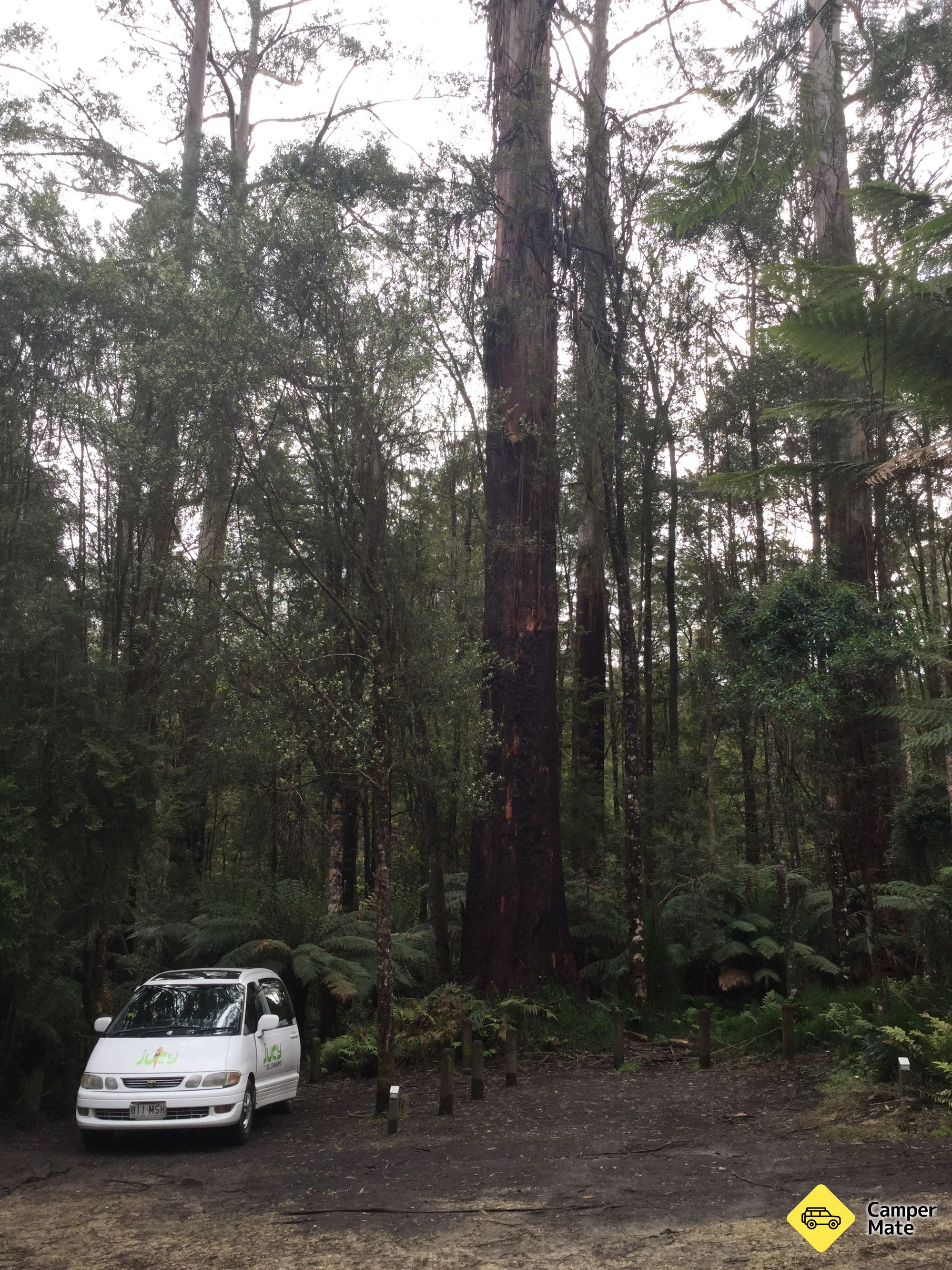 Aire Crossing Campground, Great Otway Forest Park - Image 2