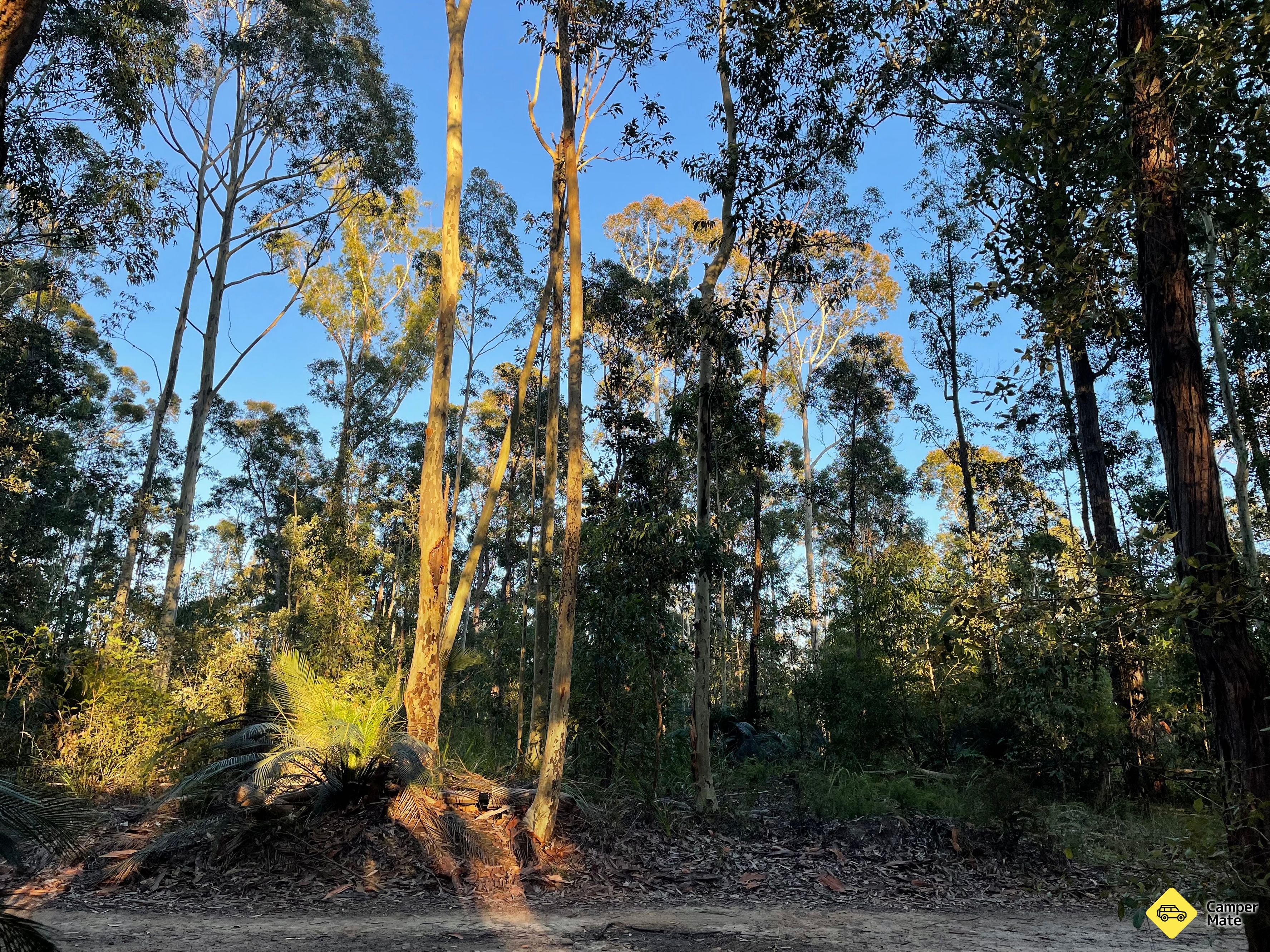 Tomerong Rest Area - Free Camping in State Forest - Image 3