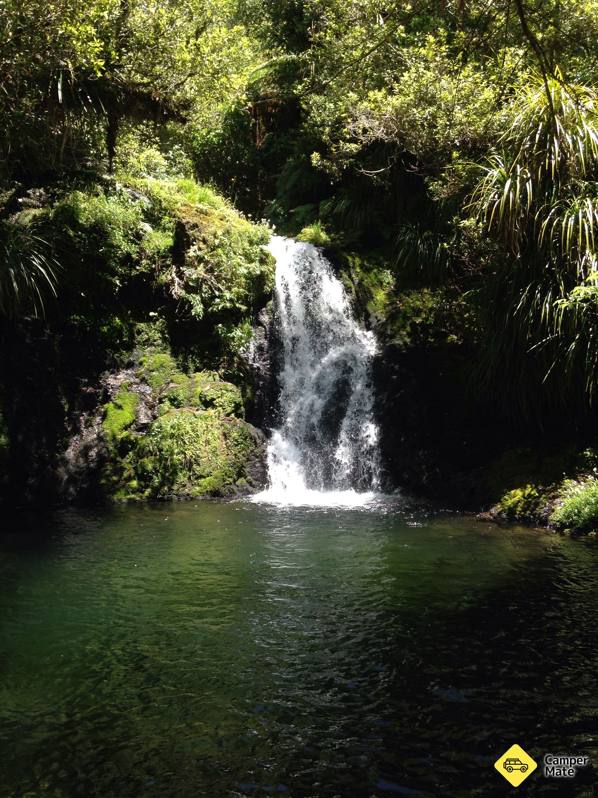 Otanewainuku Rimu Loop Walk - Image 2