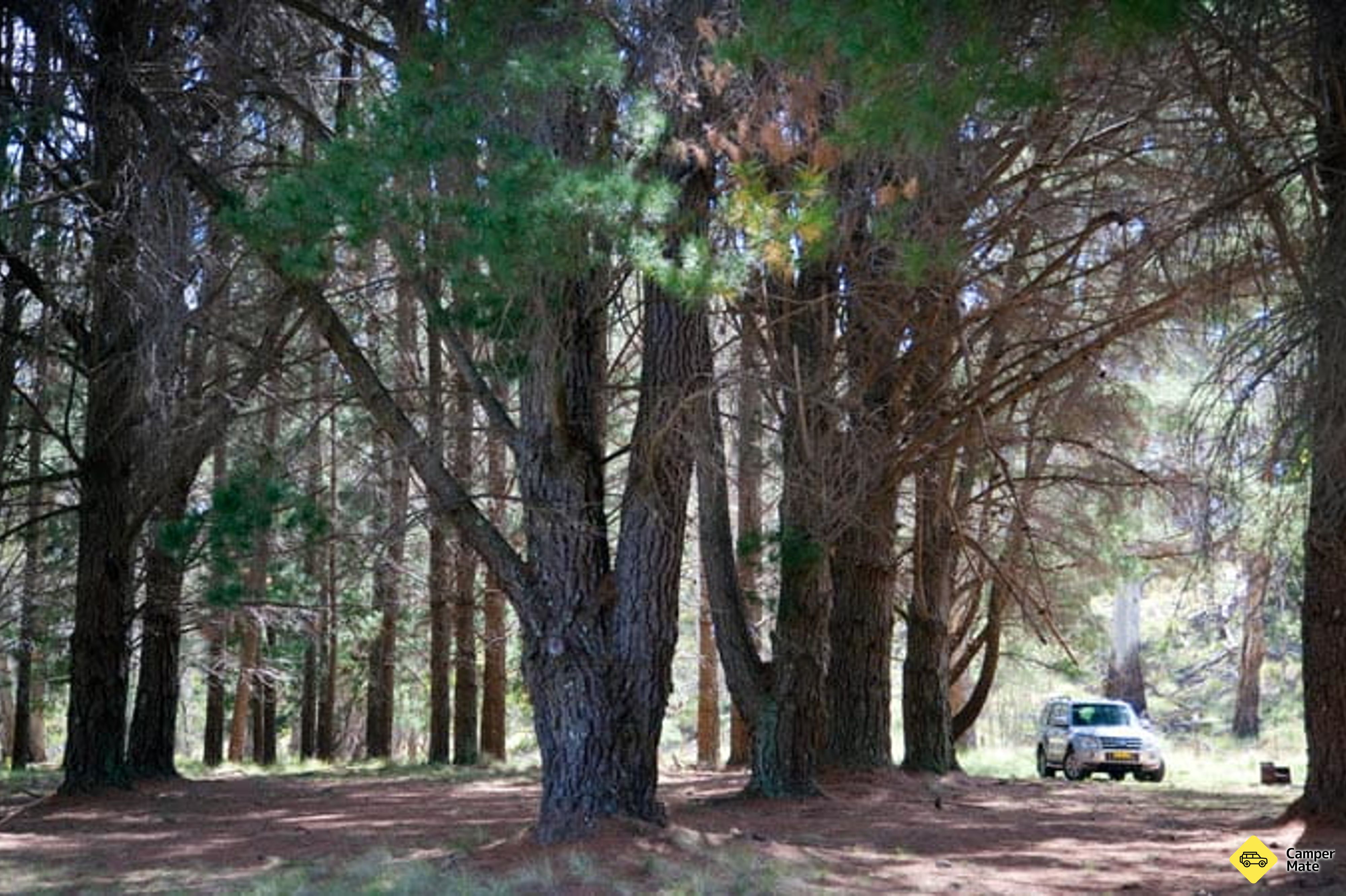 מחנה Pines - Image 3