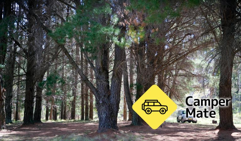 The Pines Campground - Image 3