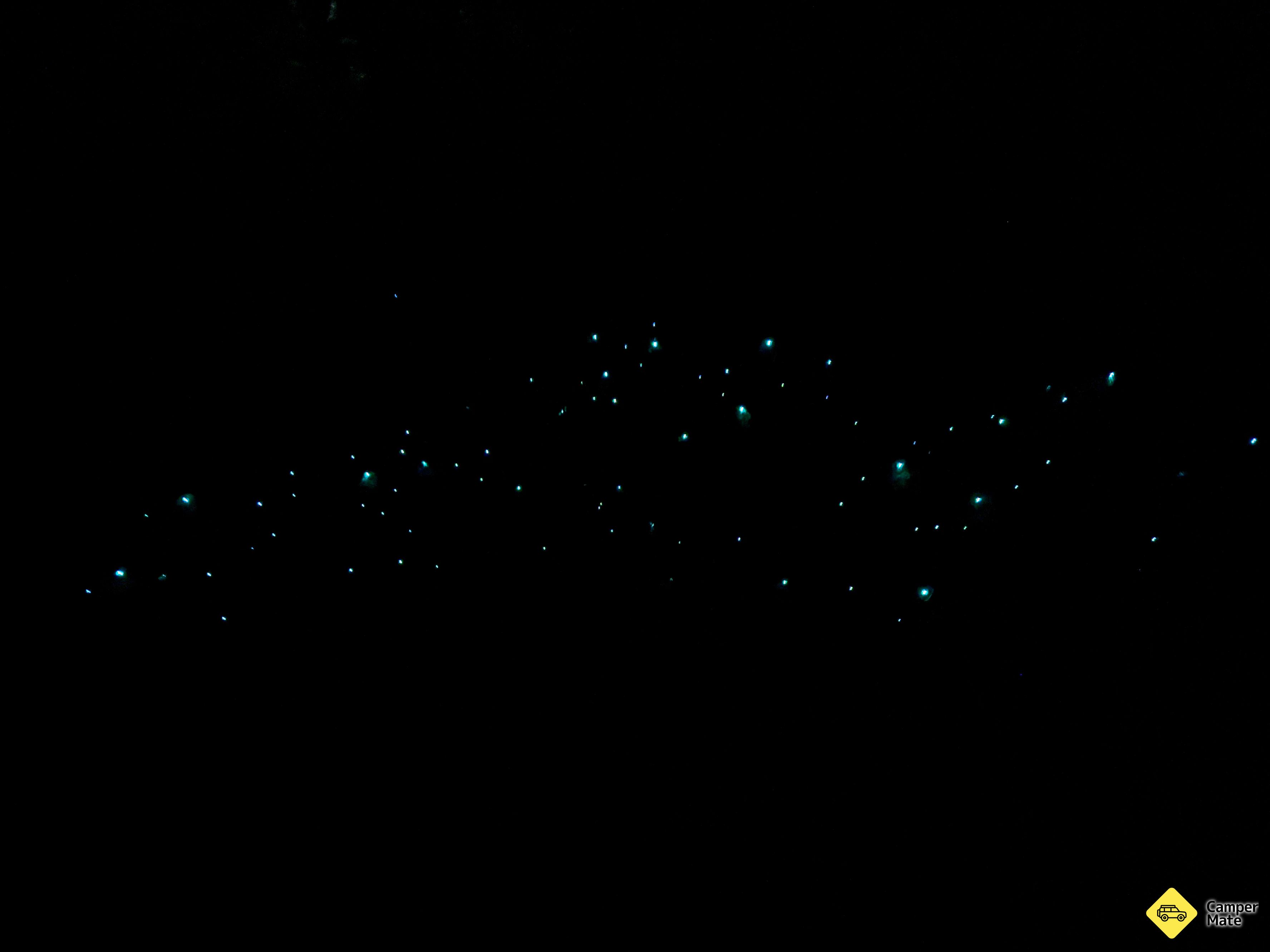 Auckland Glowworm Tour - Image 3