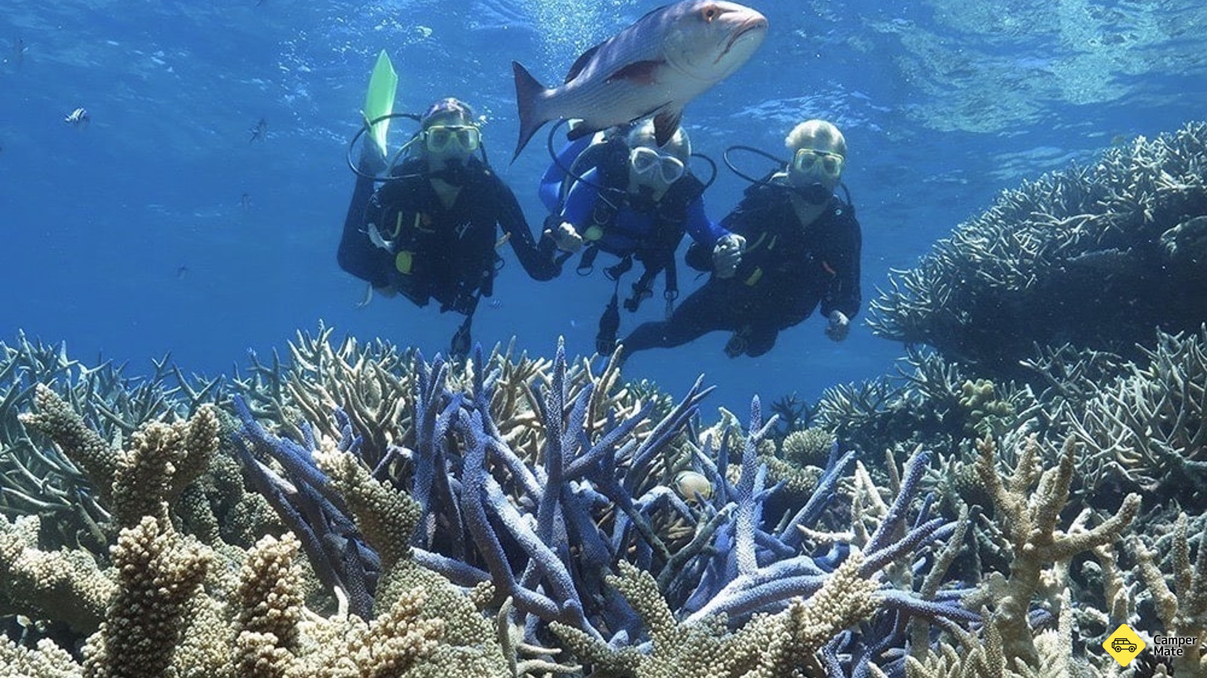 Great Barrier Reef Cruises, snorkeling dan menyelam