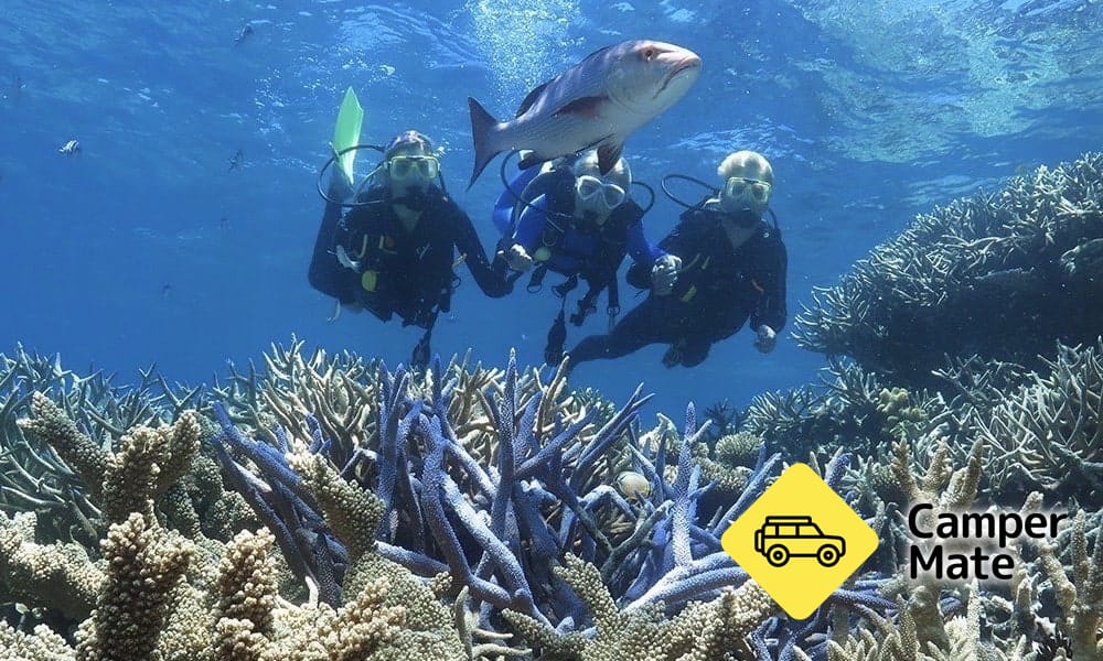 Great Barrier Reef Cruises, Snorkelling and Diving