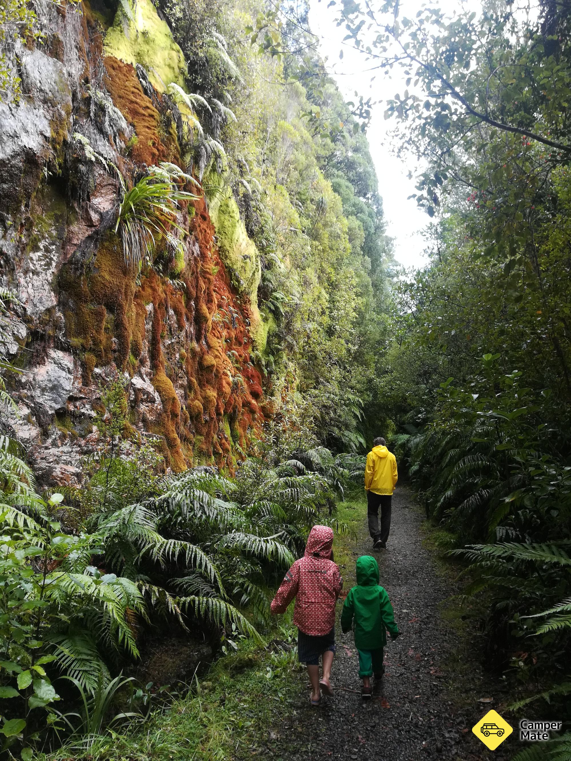 Chasm Creek Glow Worm Walk - Image 3