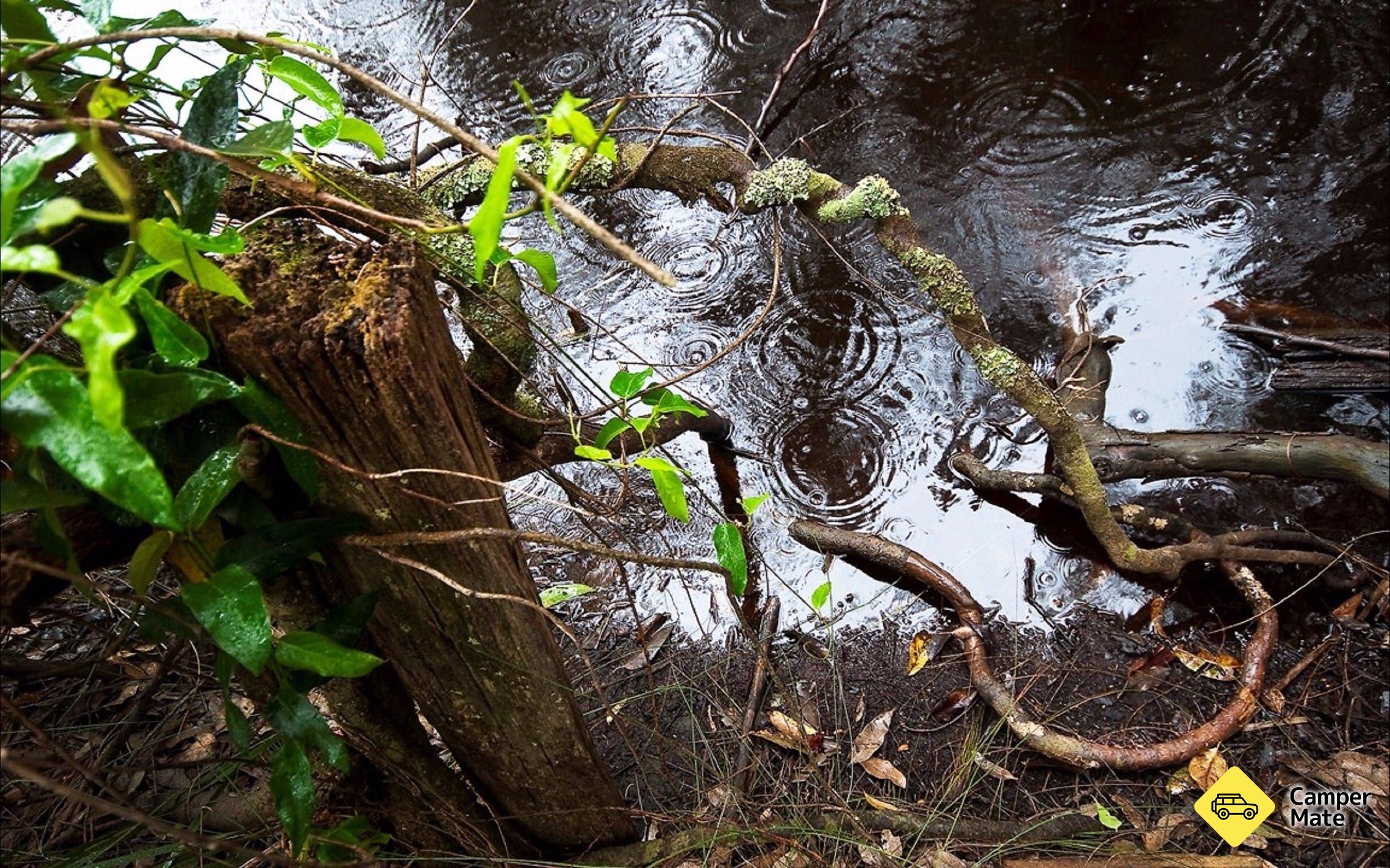 Mogo Bushwalk