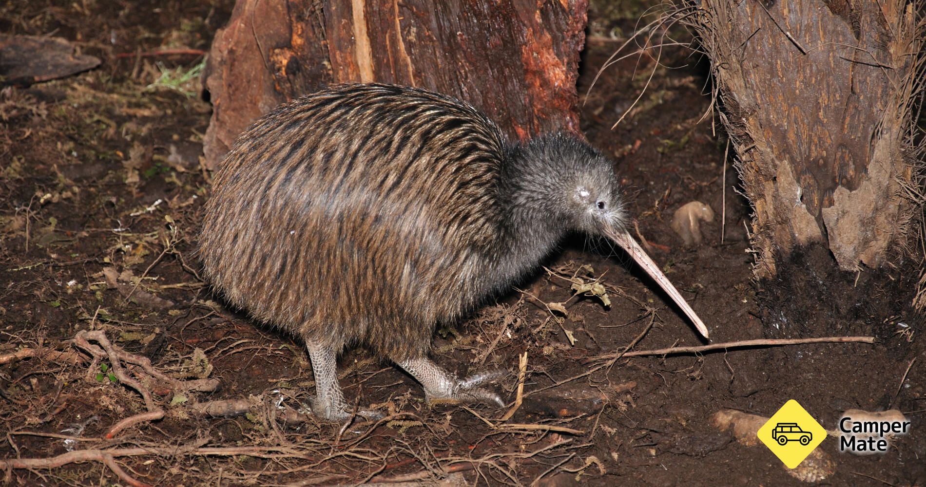 The National Kiwi Centre, Hokitika - Image 3