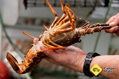 Kaikoura Fishing Tours 