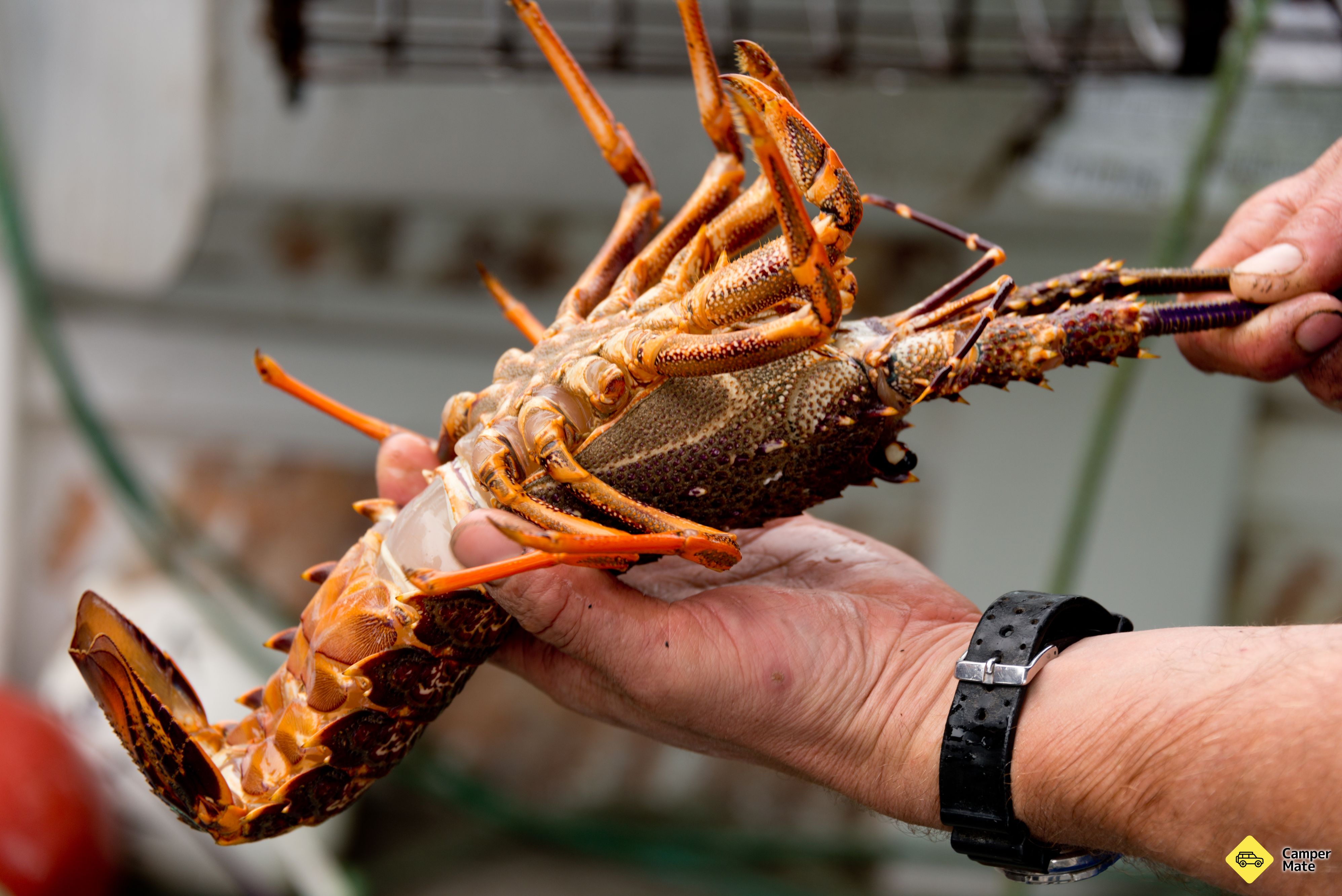 Kaikoura Fishing Tours