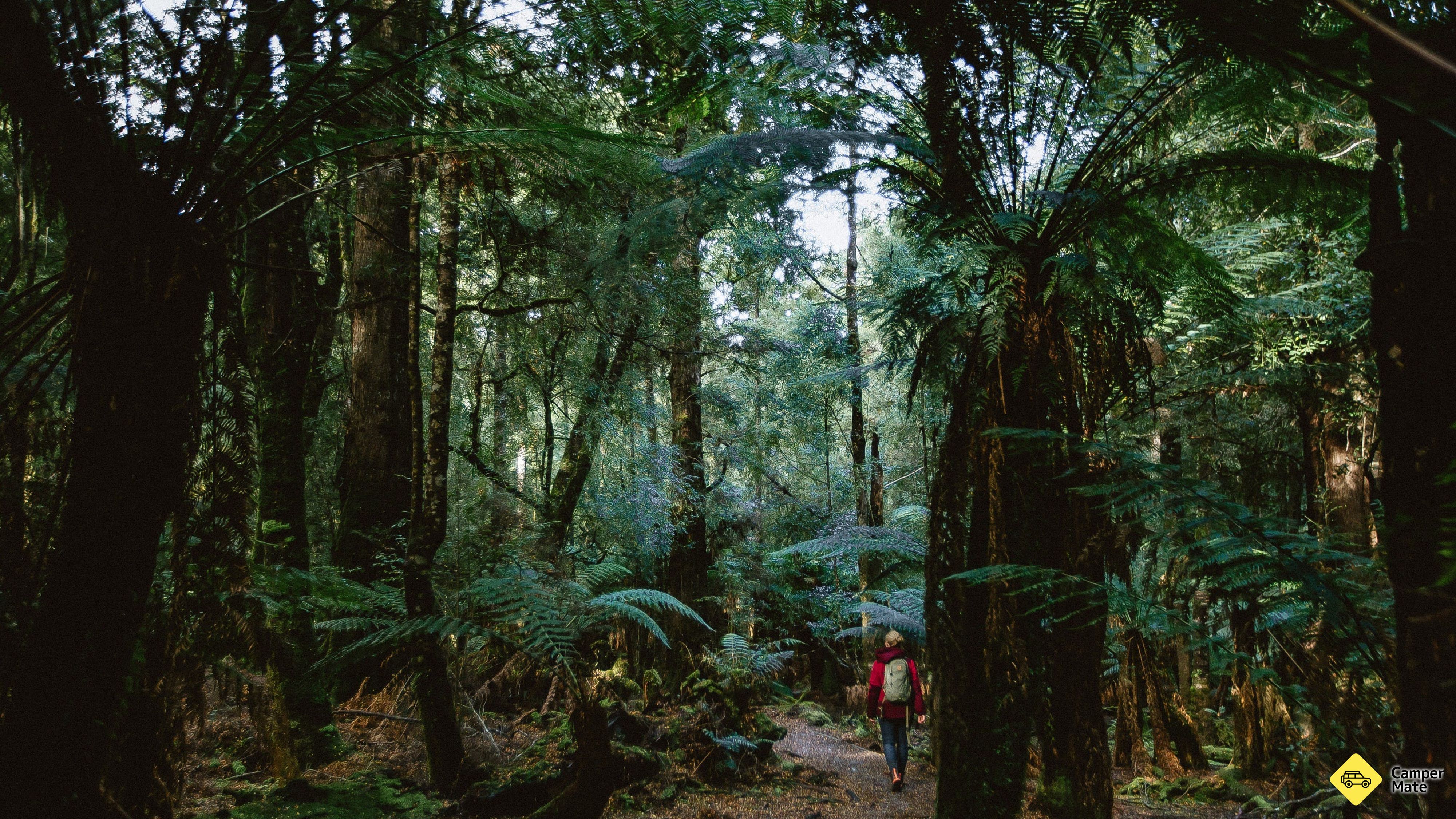 Das Tarkine Forest Reserve