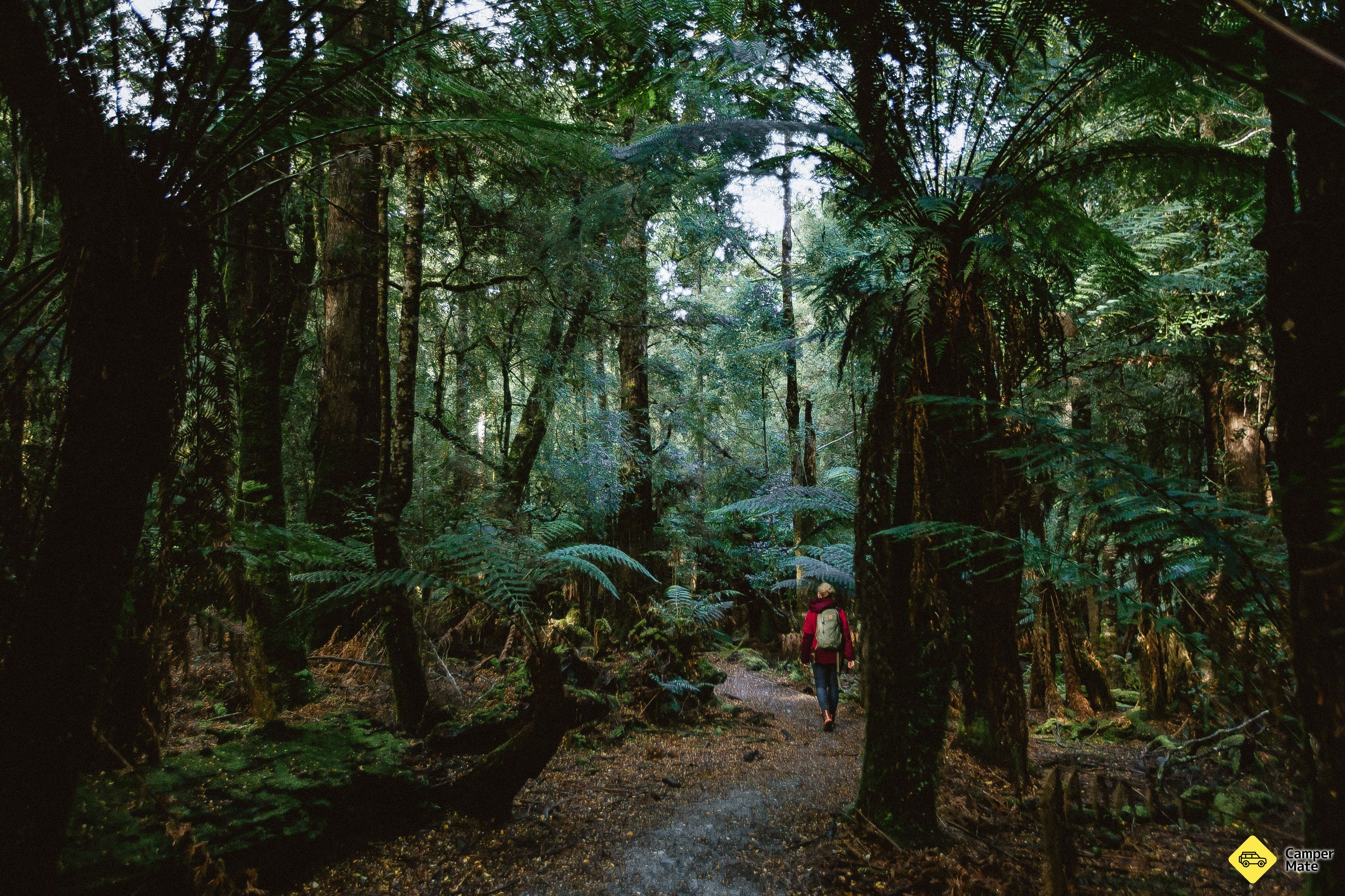 Das Tarkine Forest Reserve