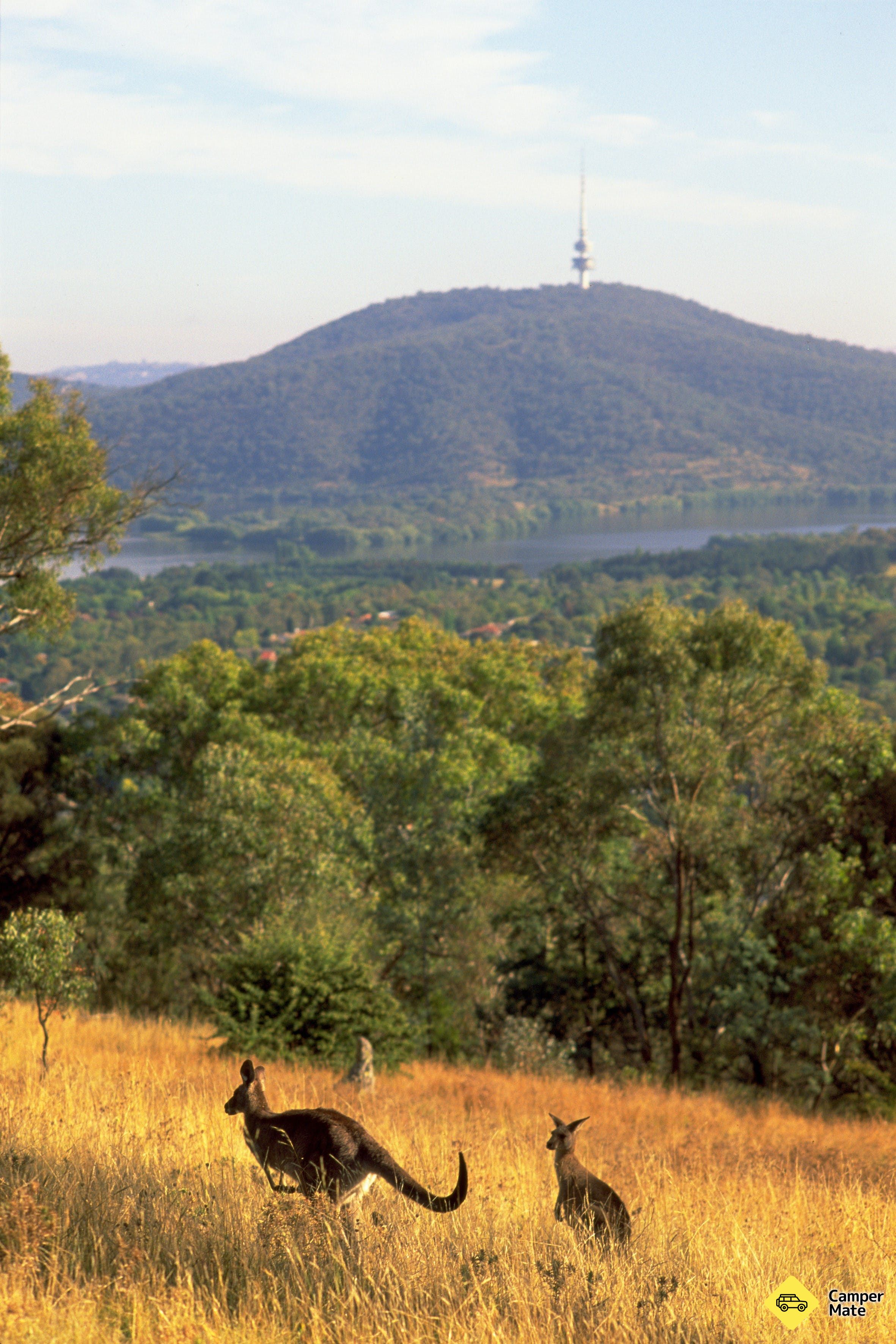 El Centenario de Canberra - Image 2