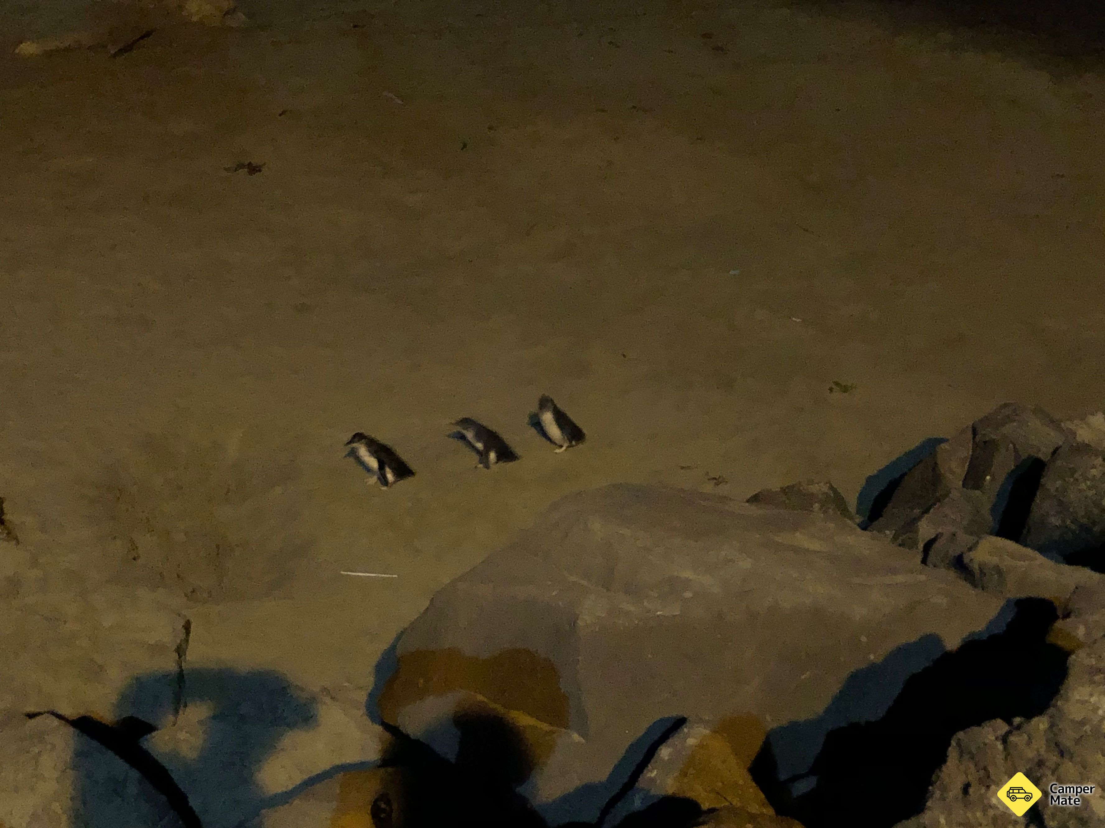 Timaru Little Blue Penguins Viewpoint - Image 3
