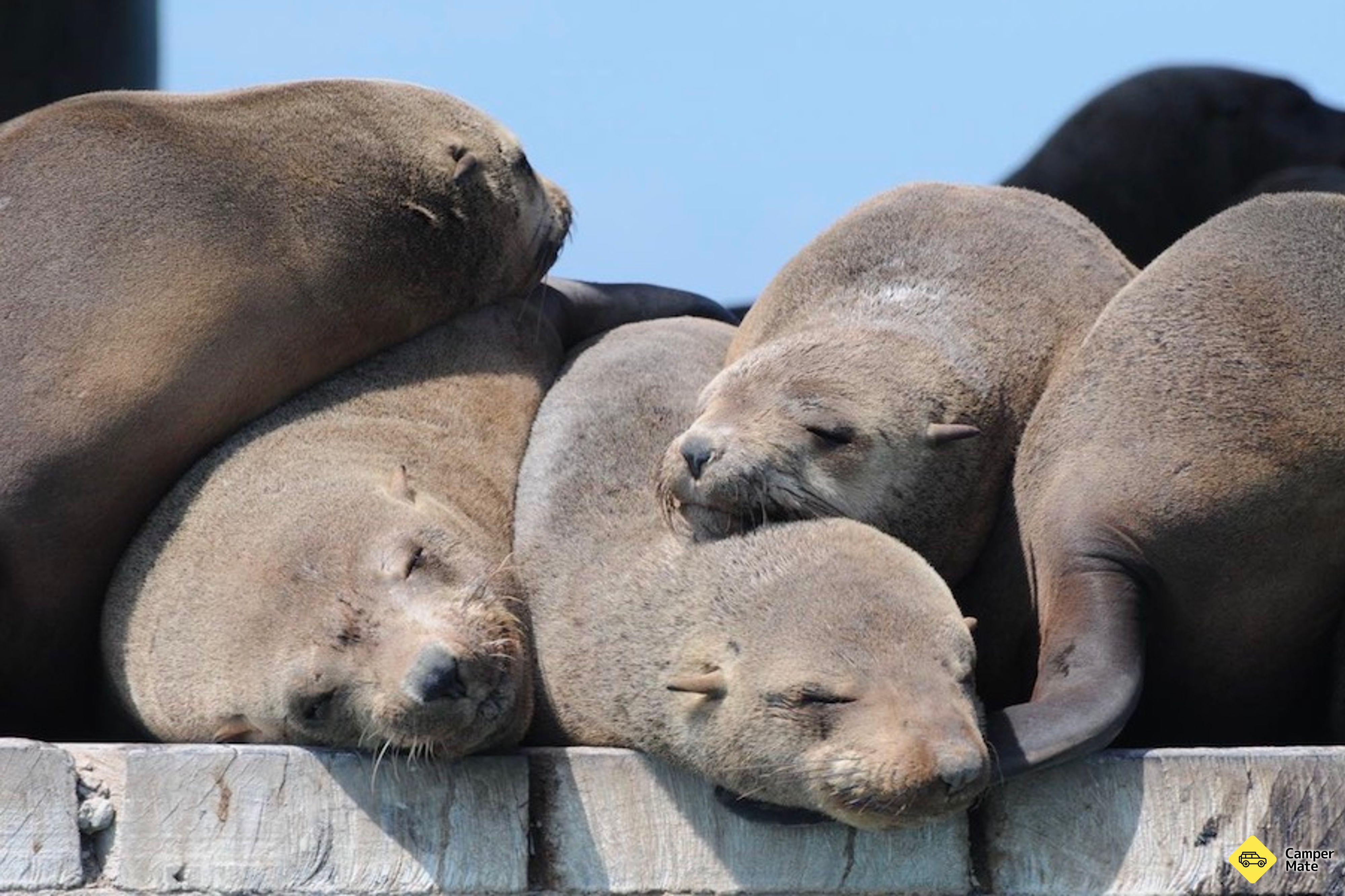 Port Phillip Bay Wildlife Sightseeing Tour के बारे में टिप्पणियाँ - Image 3
