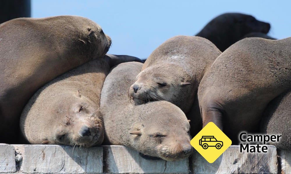 Port Phillip Bay Wildlife Sightseeing Tour - Image 3