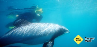 Akaroa Dolphin स्विमिंग अनुभव