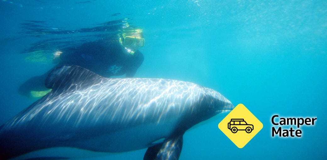 Akaroa Dolphin Swim Experience (Experiência de natação de golfinhos)