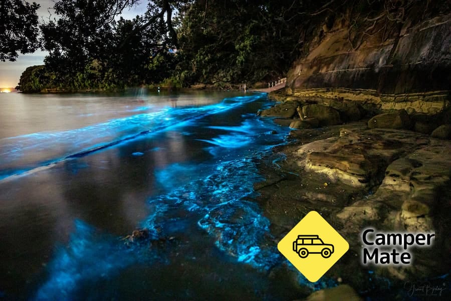 Auckland Bioluminescence Kayak Tour  - Image 2