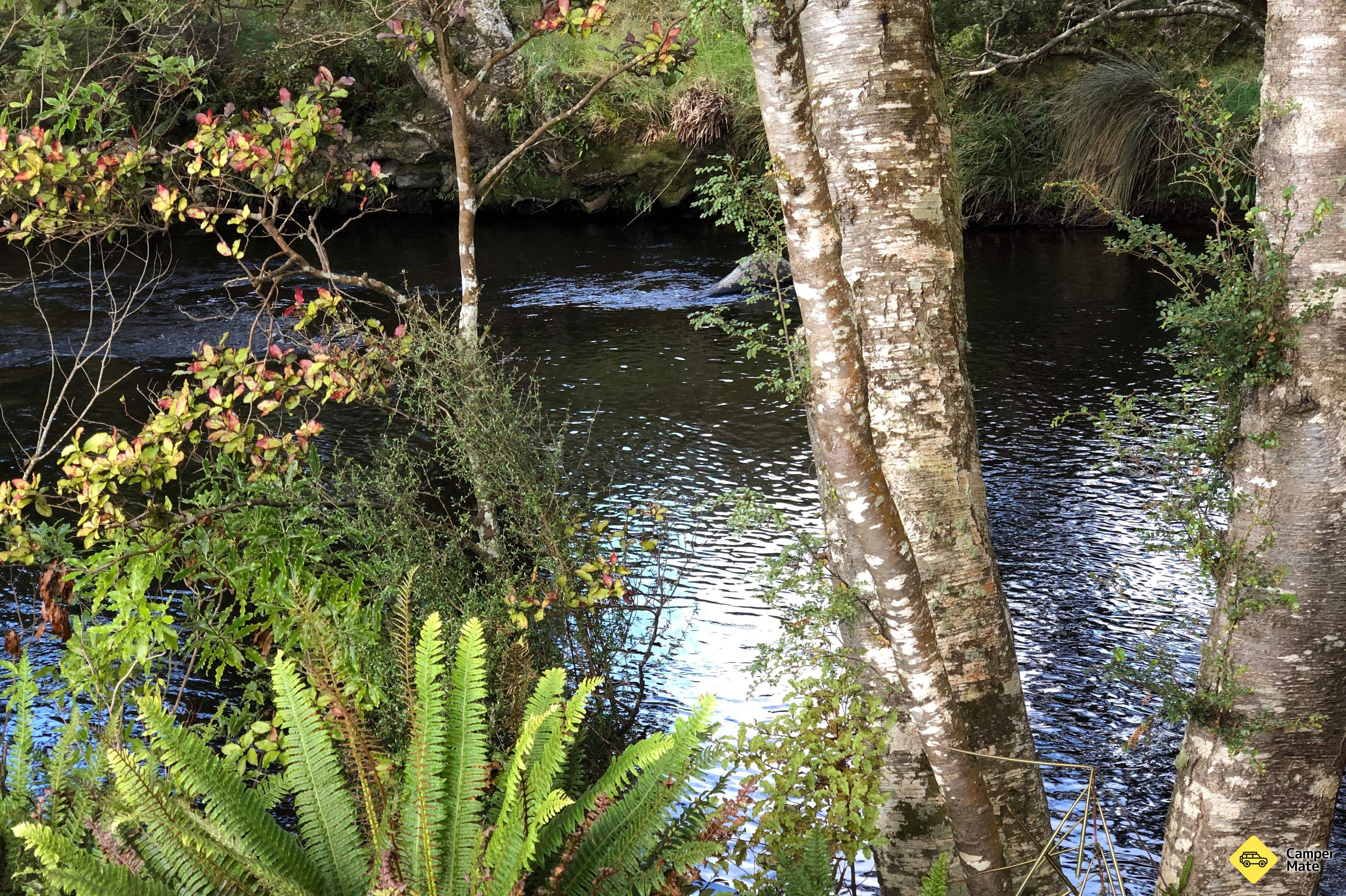 Passeggiata a Catlins River