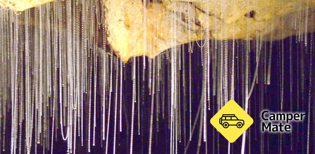 Waitomo Glowworm Tour From Auckland - Image 3