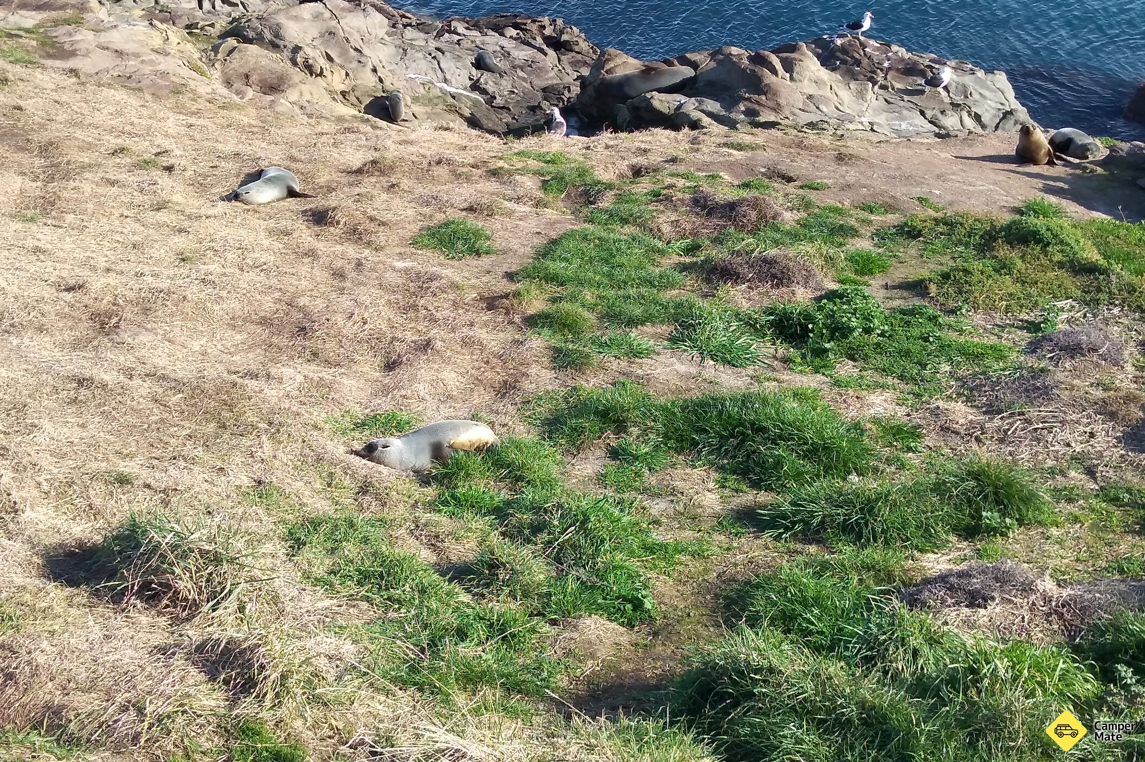 Katiki Point Lighthouse - Image 3