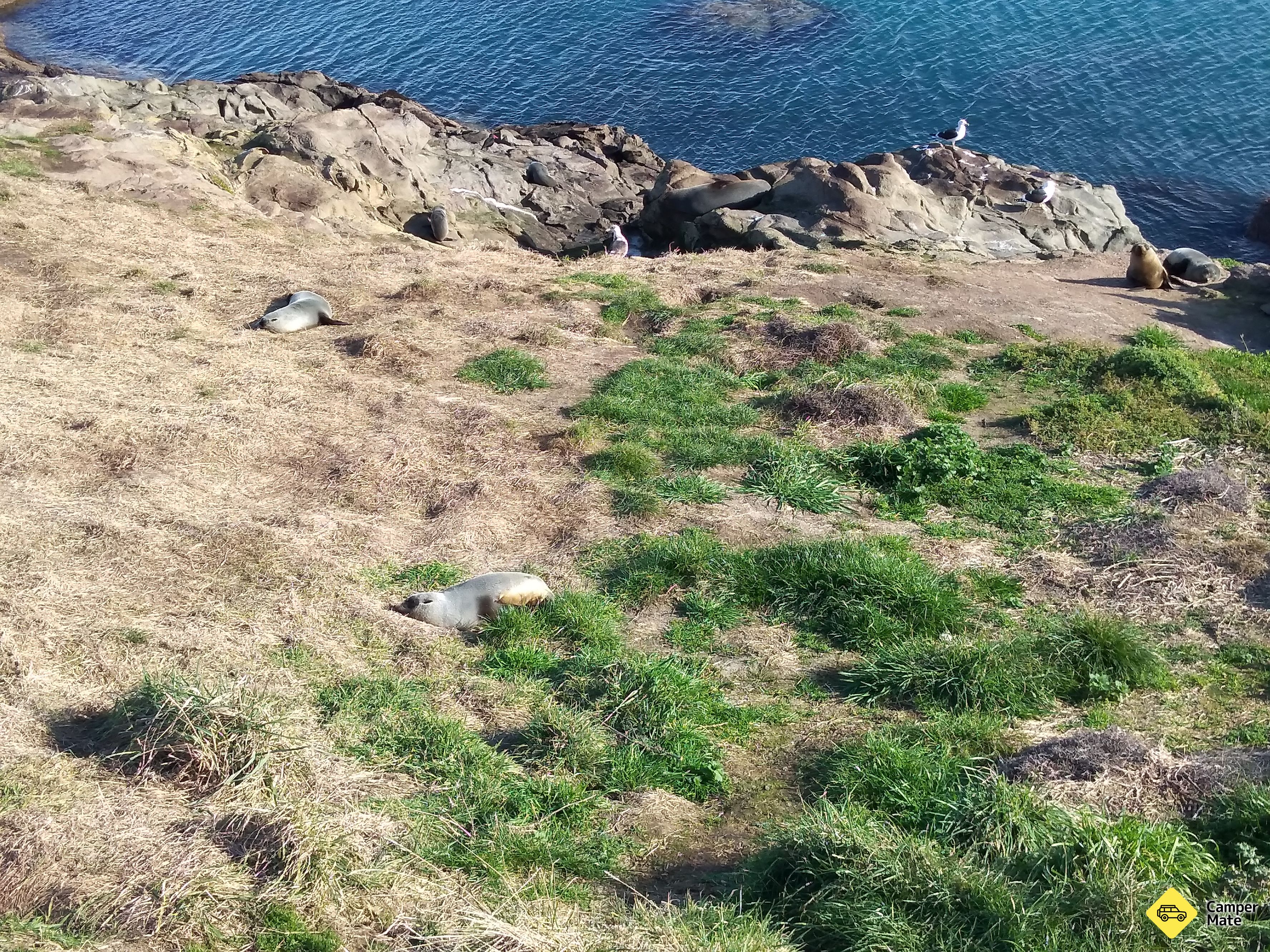 Katiki Point Lighthouse - Image 3