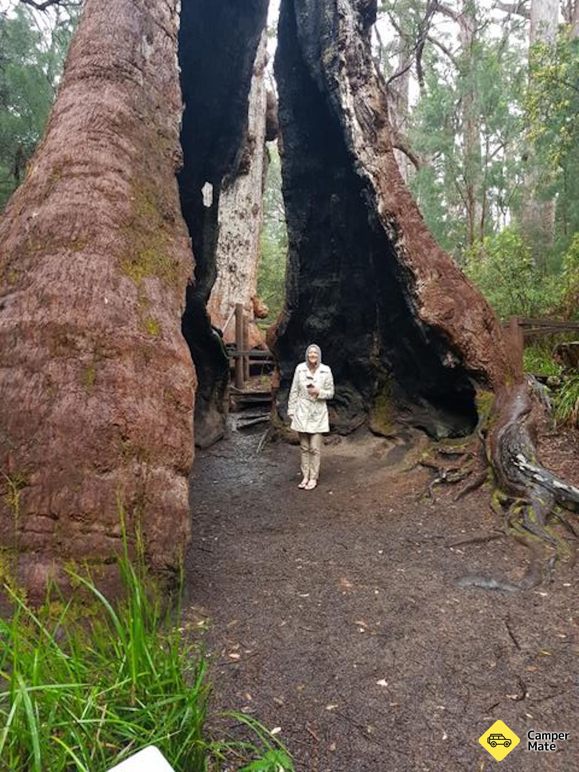 Giant Tingle Tree - Image 2