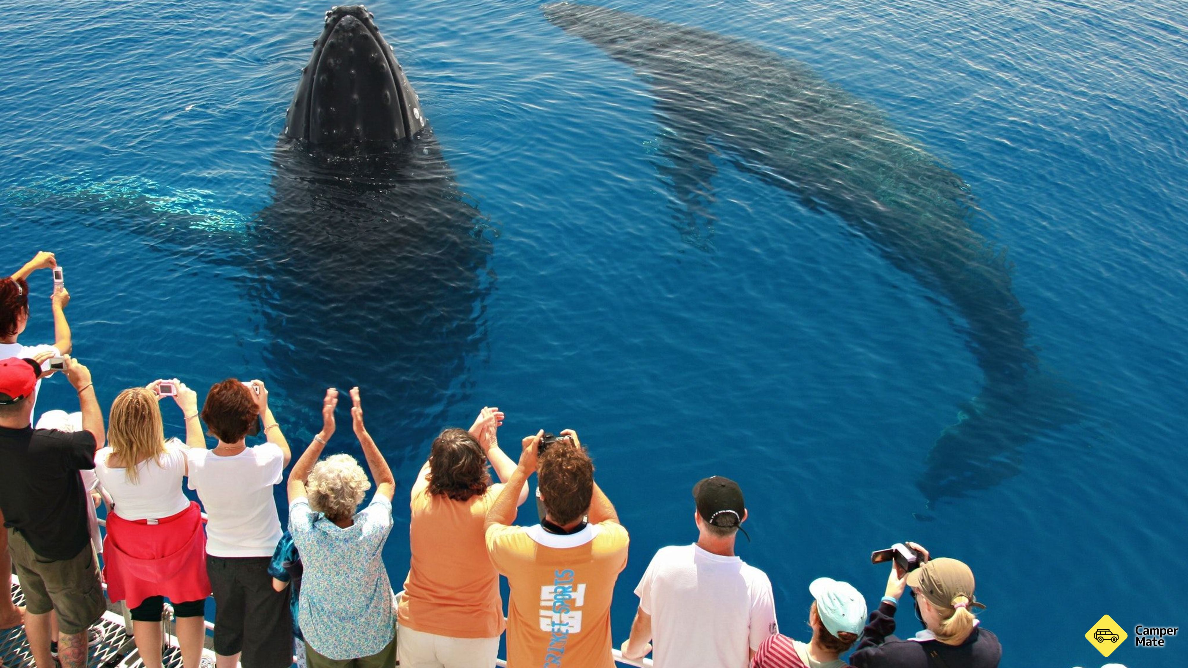 Tasman Venture Whale Watching Hervey Bay 근처 오락거리