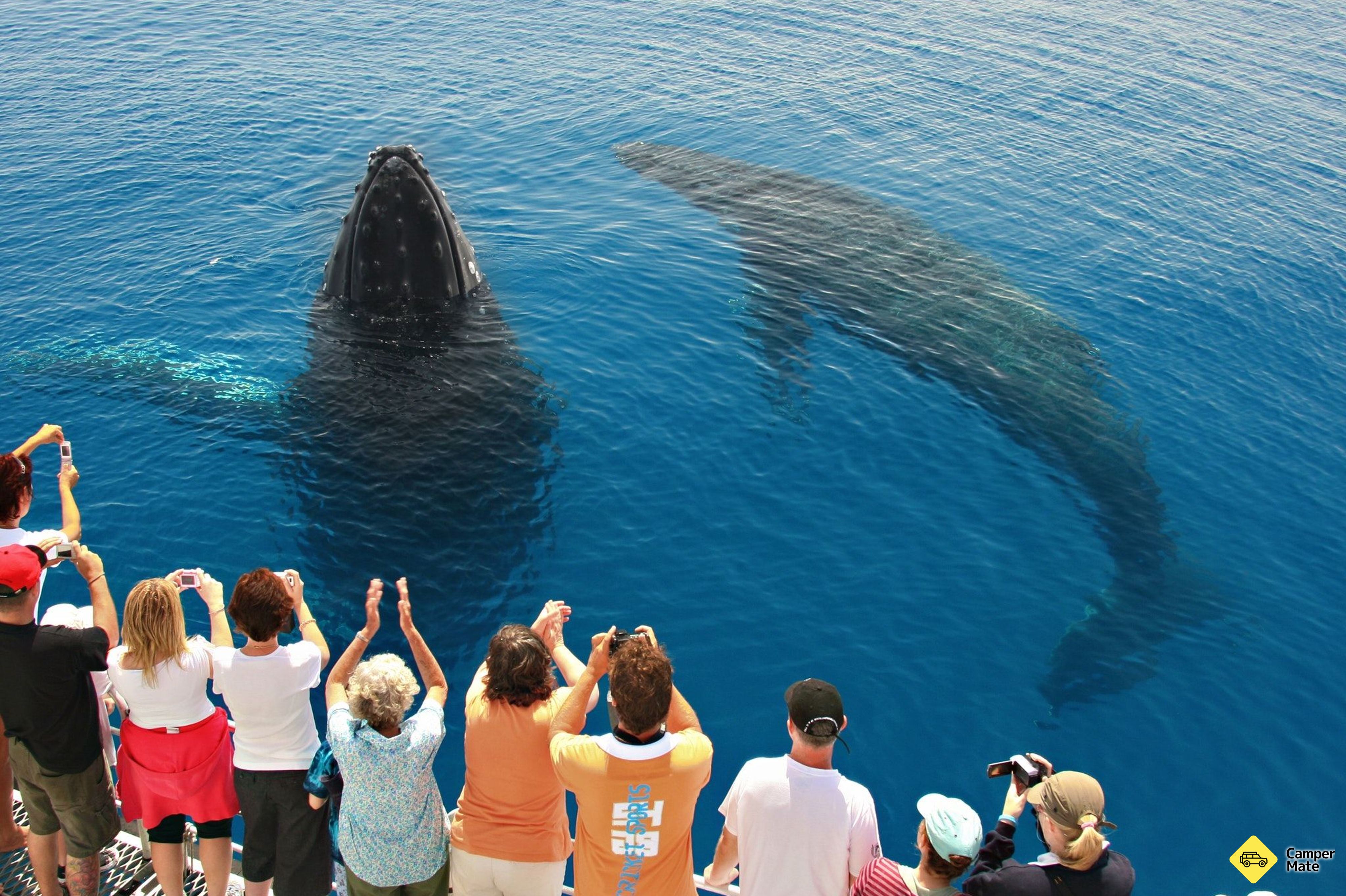 Tasman Venture Whale Watching Hervey Bay 근처 오락거리