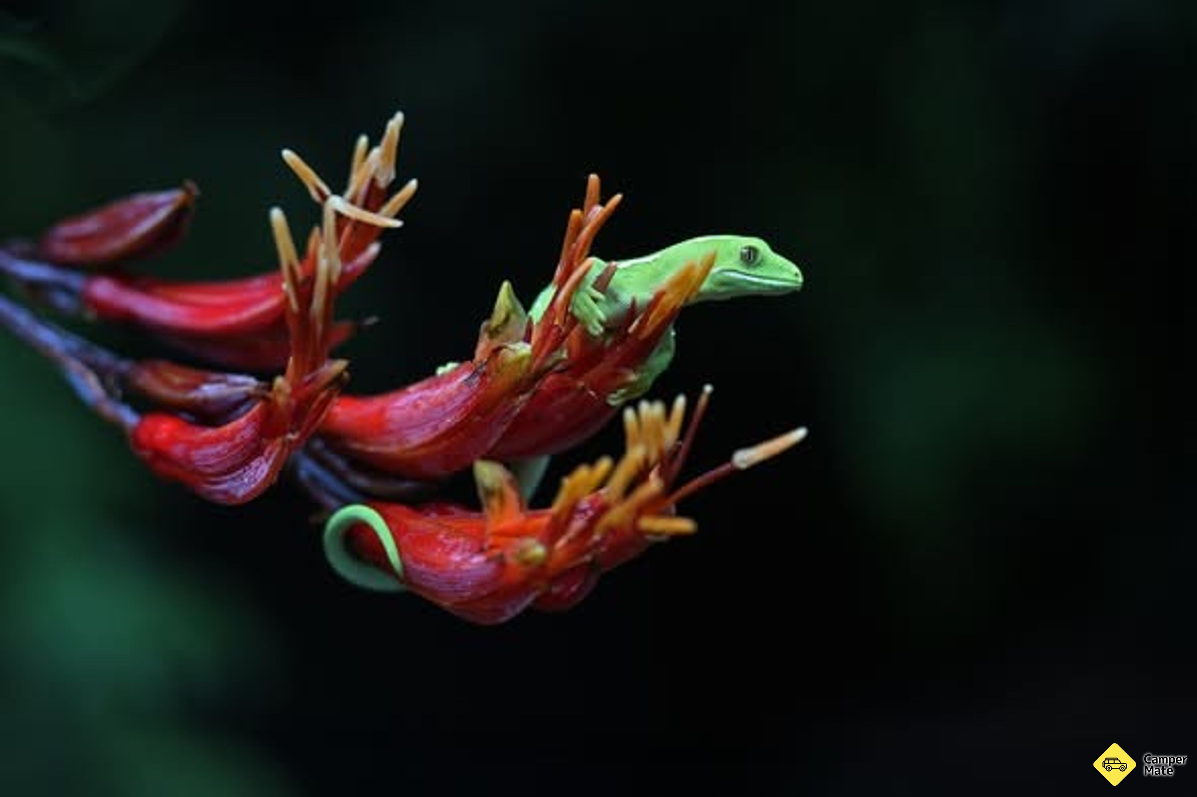 Pukaha National Wildlife Centre - Image 3