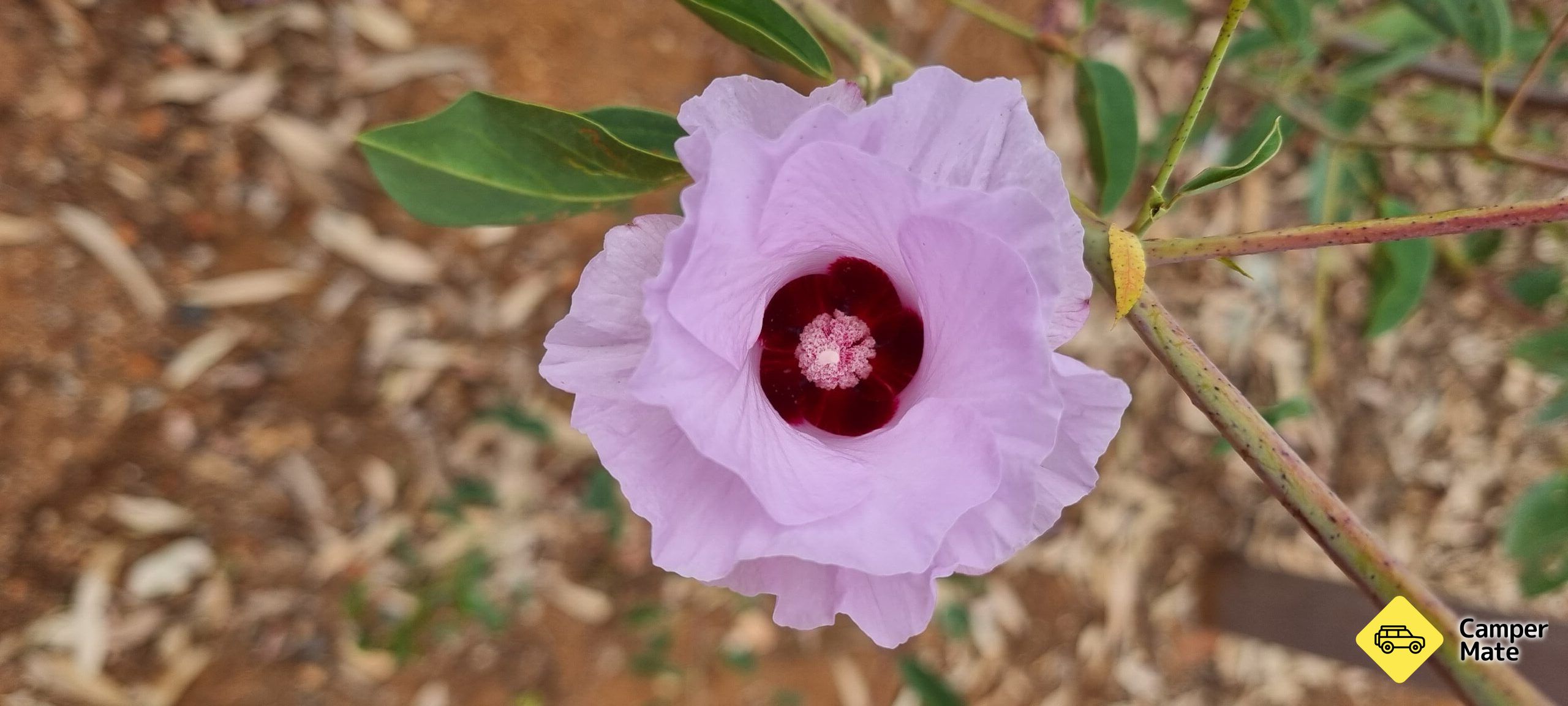 Grădina Botanică Olive Pink - Image 3