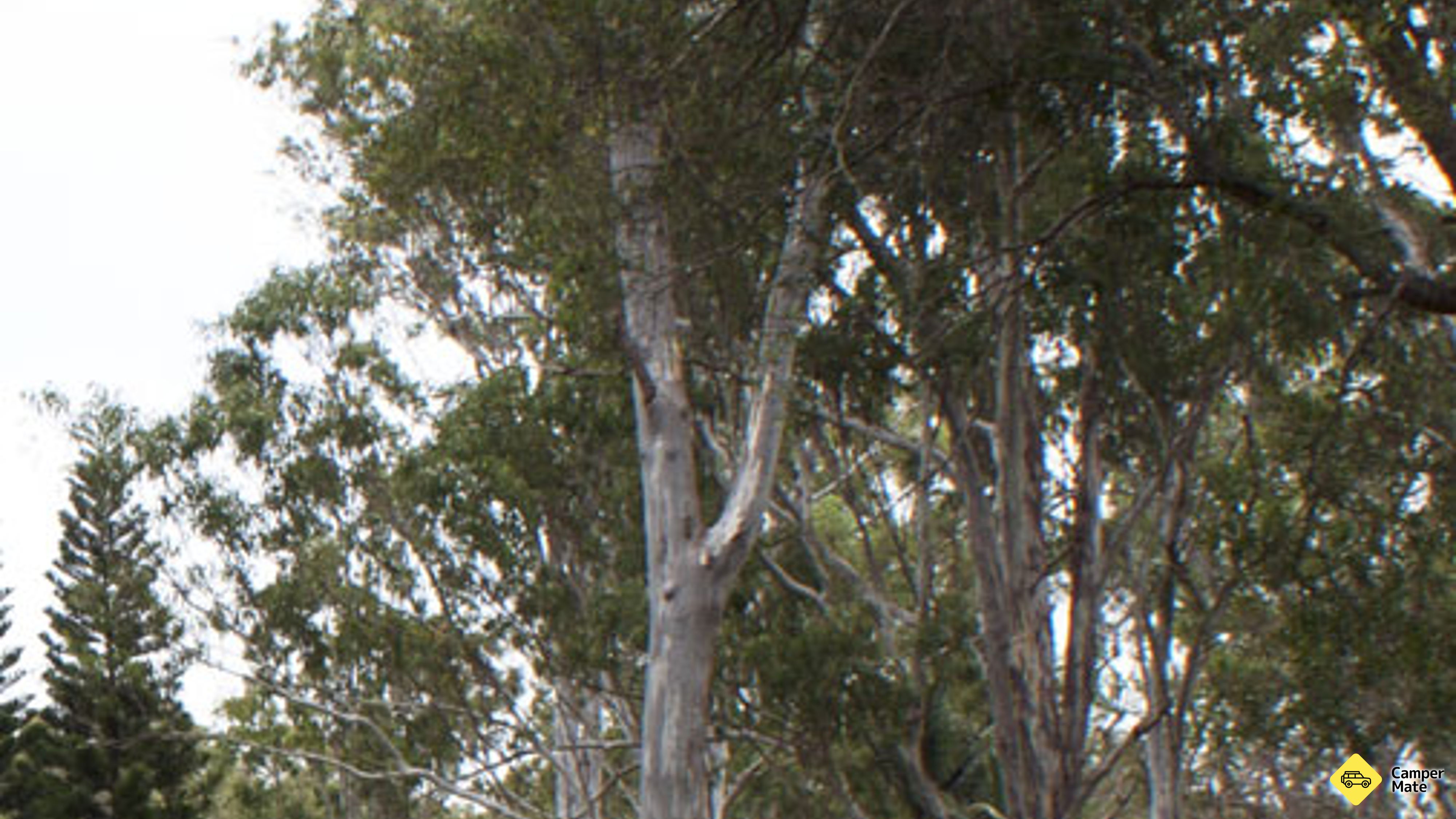 Tall Timbers Roadhouse