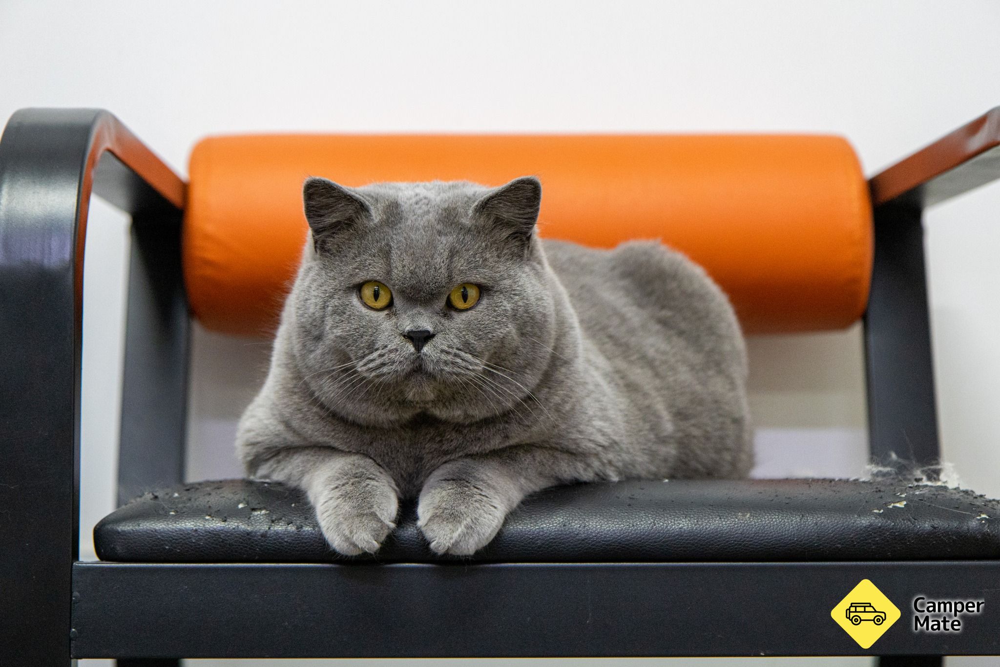 《Fancy Meow Cat Cafe》 - Image 2