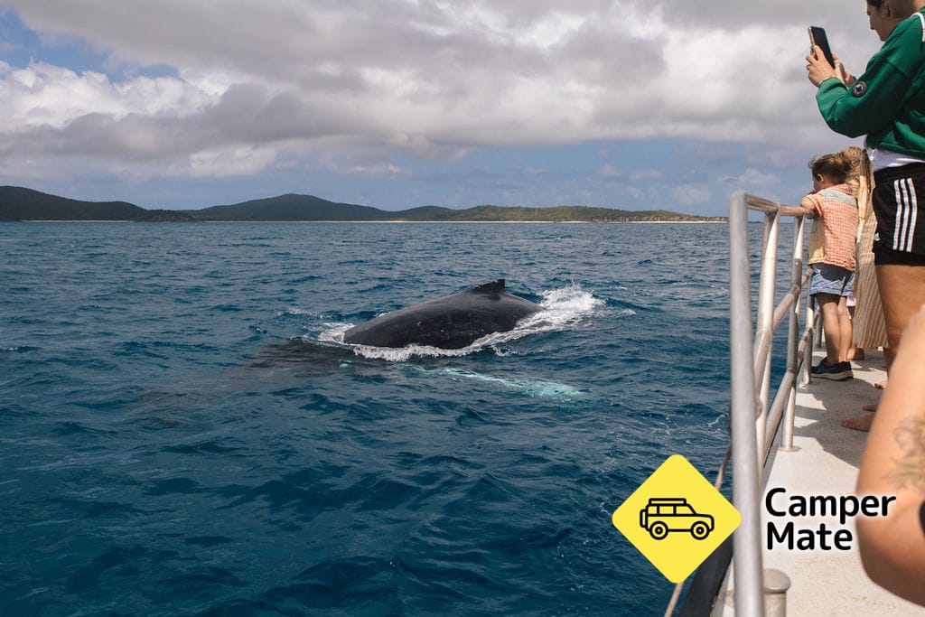 Keppel Island Whale Watching Cruise के बारे में राय