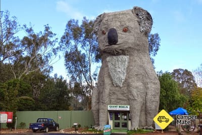 El gigante koala