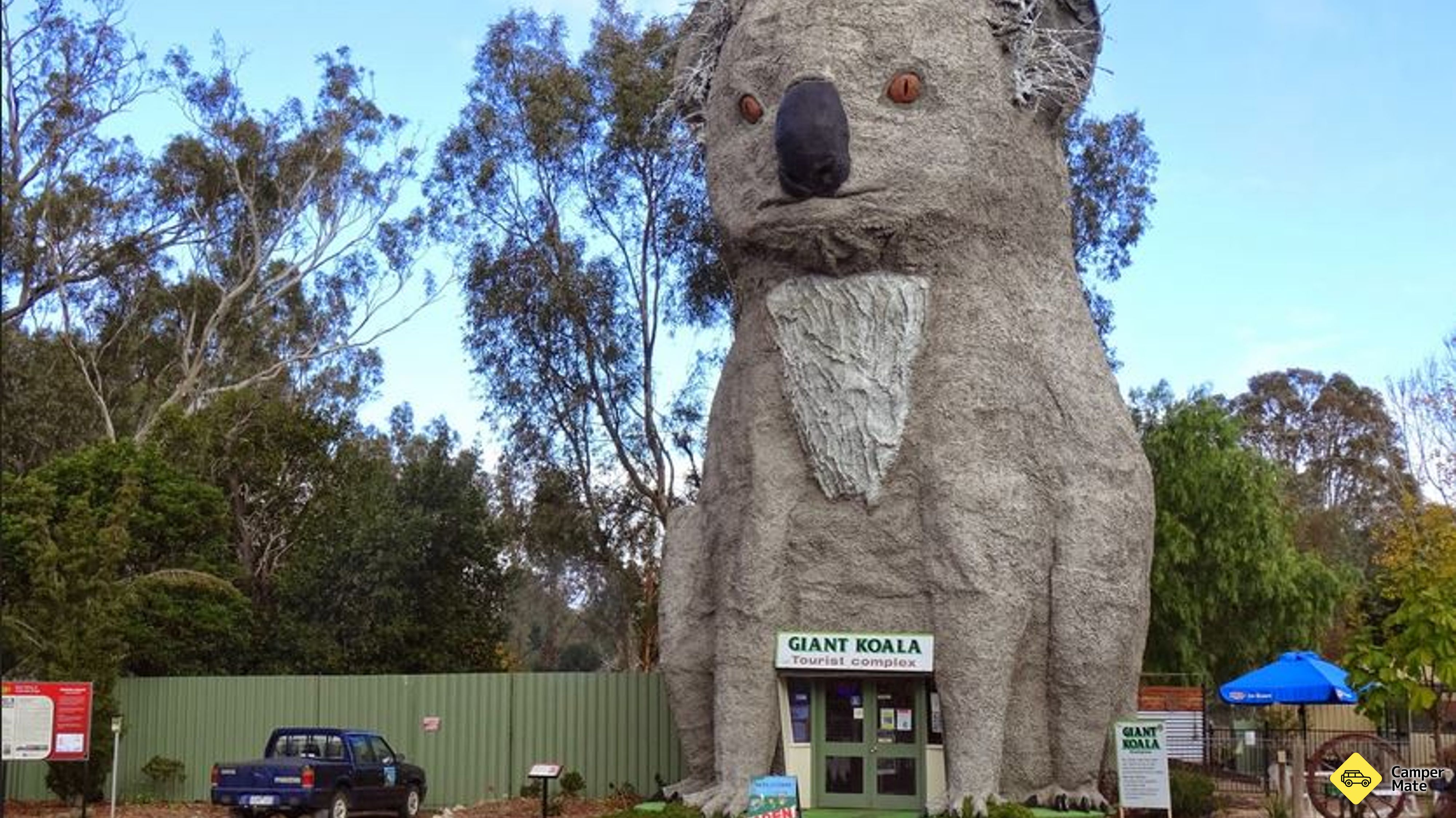Il gigante koala