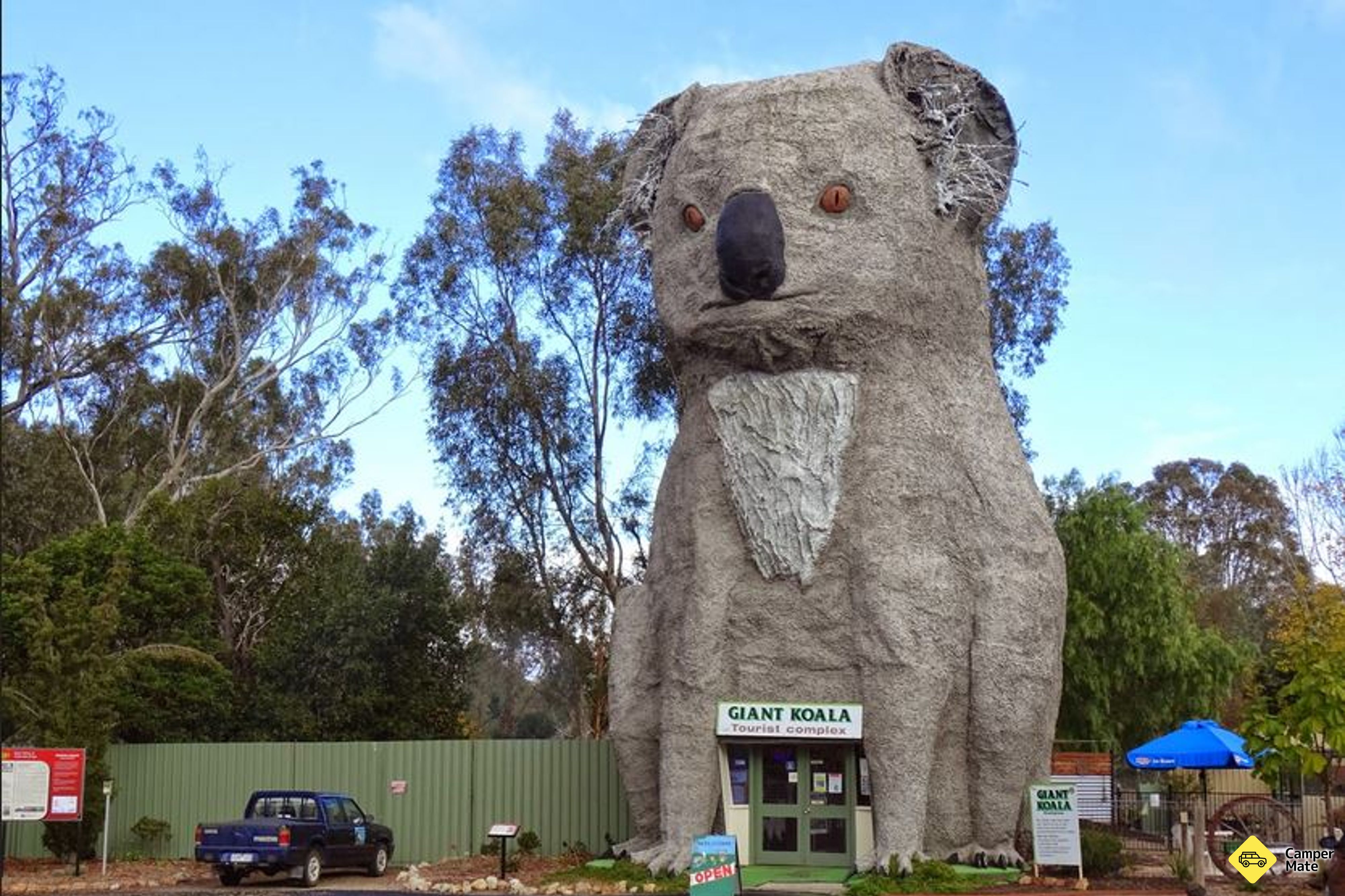 Il gigante koala