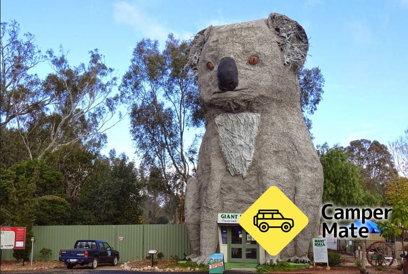 El gigante koala