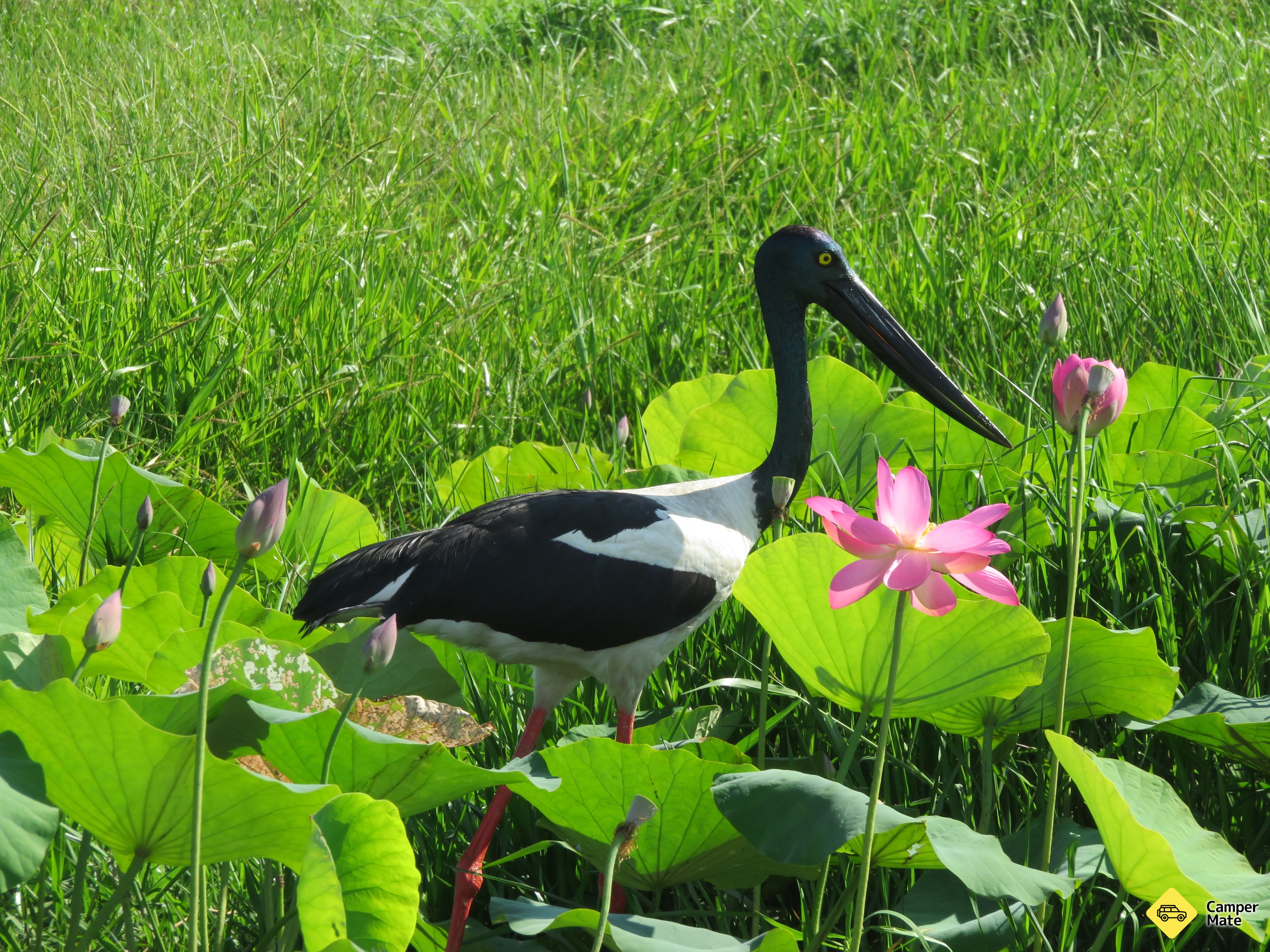 Corroboree Billabong Wetland Cruises