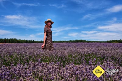 NZ Alpine Lavender Farm 