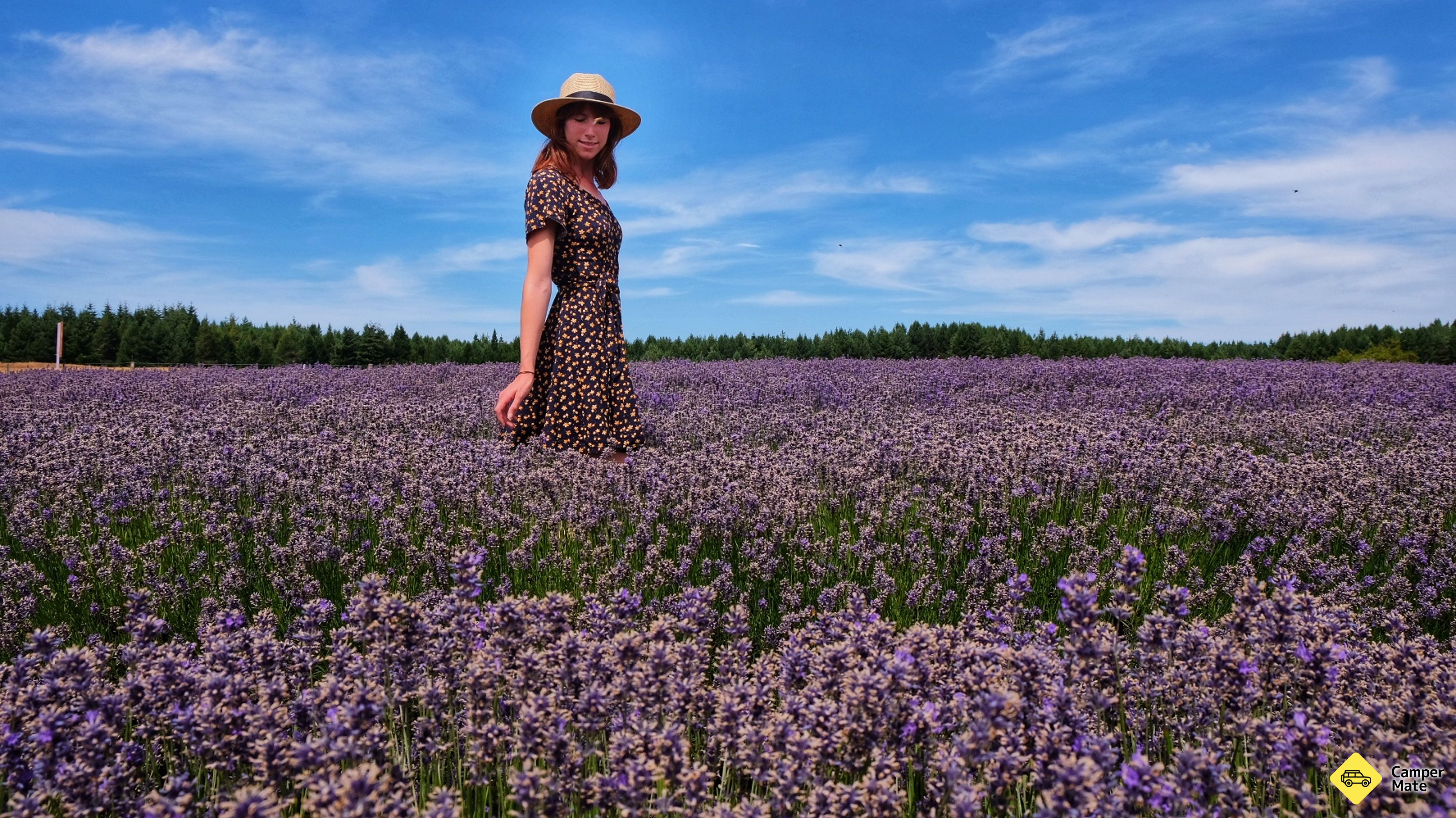 NZ Alpine Lavender Farm 근처 오락거리