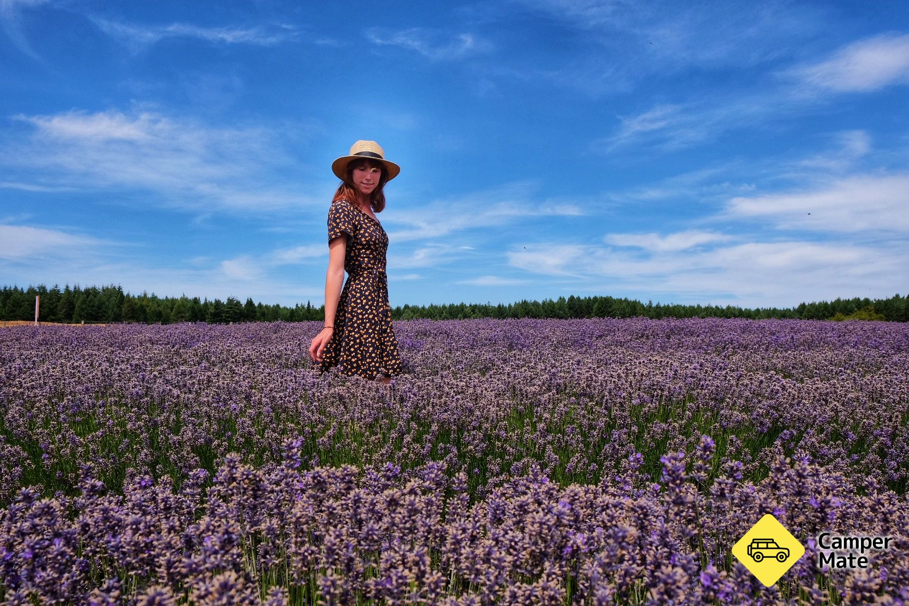 NZ Alpine Lavender Farm 