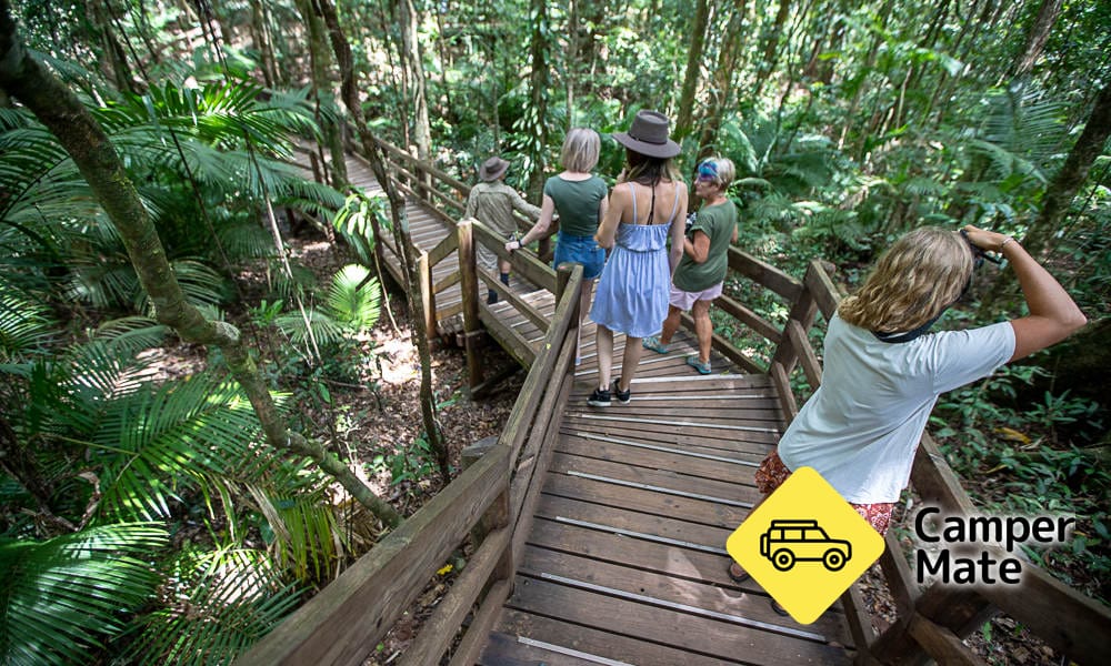 1-дневный тур по дождевому лесу Daintree, Cape Tribulation и Bloomfield Track - Image 3