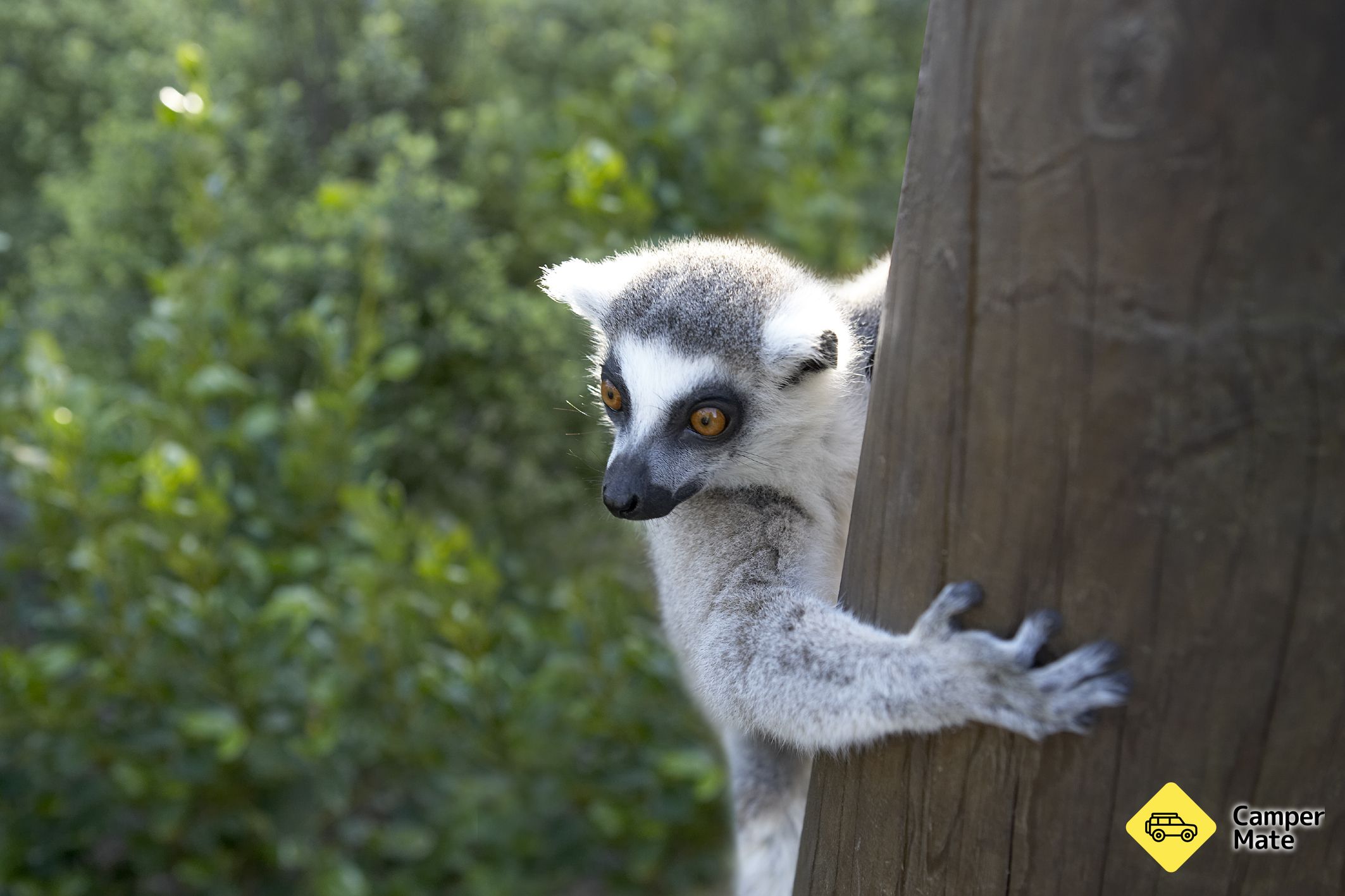 Willowbank Wildlife Reserve के बारे में राय - Image 3
