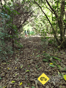 Hinewai Reserve
