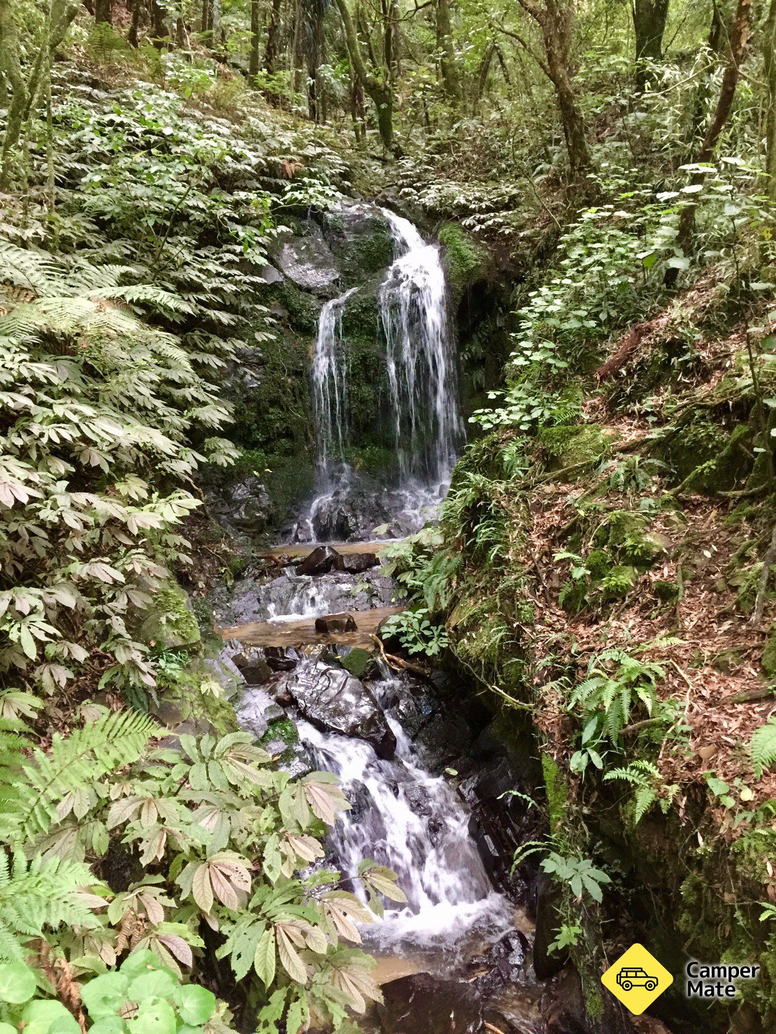 Mangaokewa Reserve Walks - Image 2