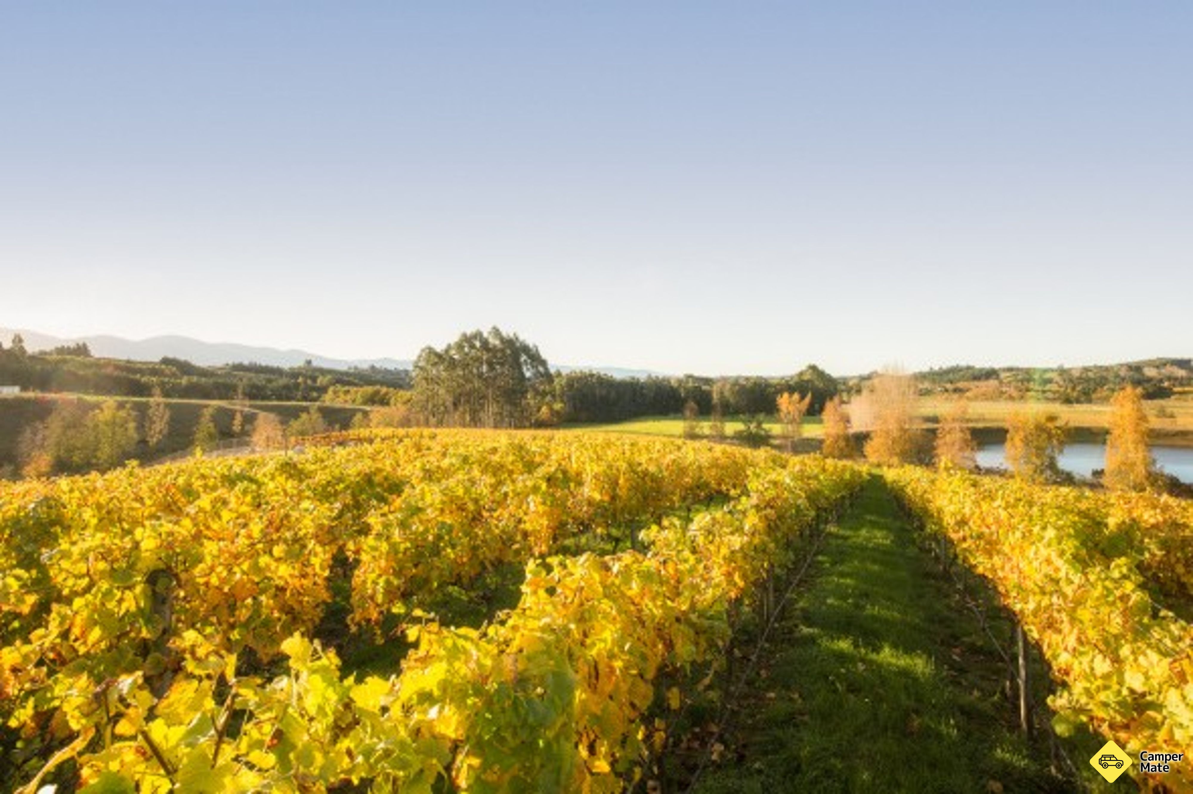 Viñedos Moutere Hills - Image 2
