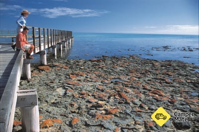 Hamelin Pool Stromatolites
